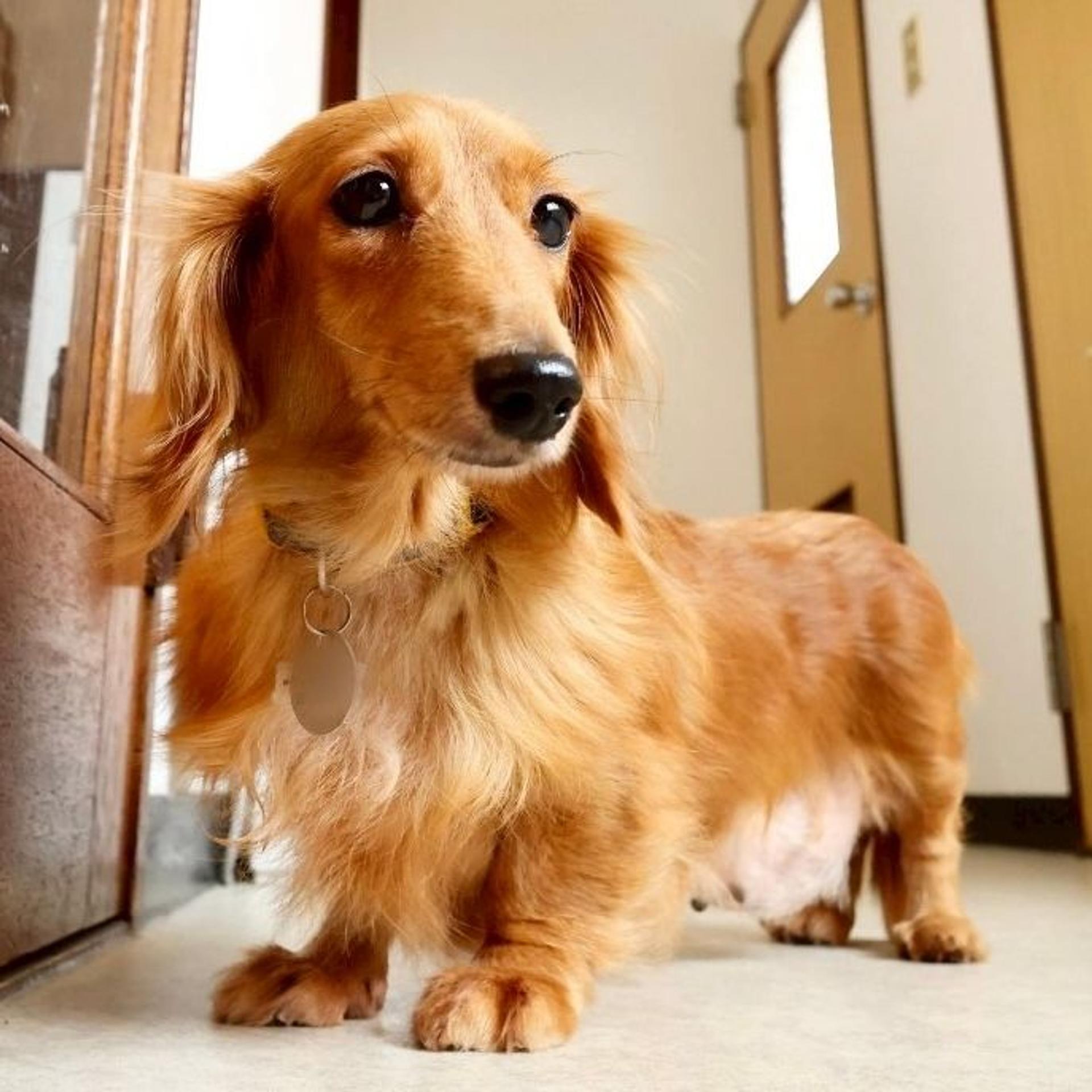 pet-image-6