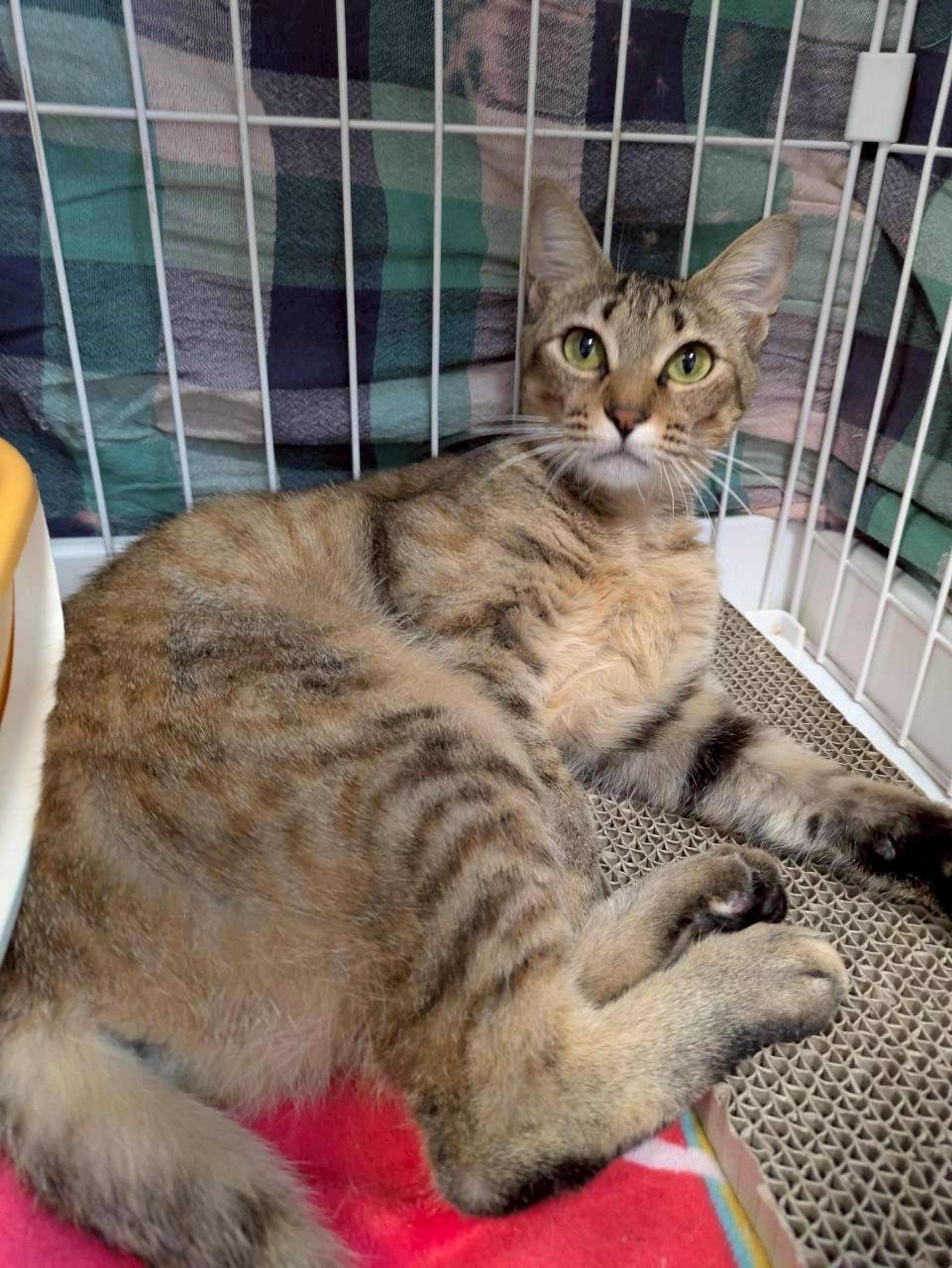 pet-image-2