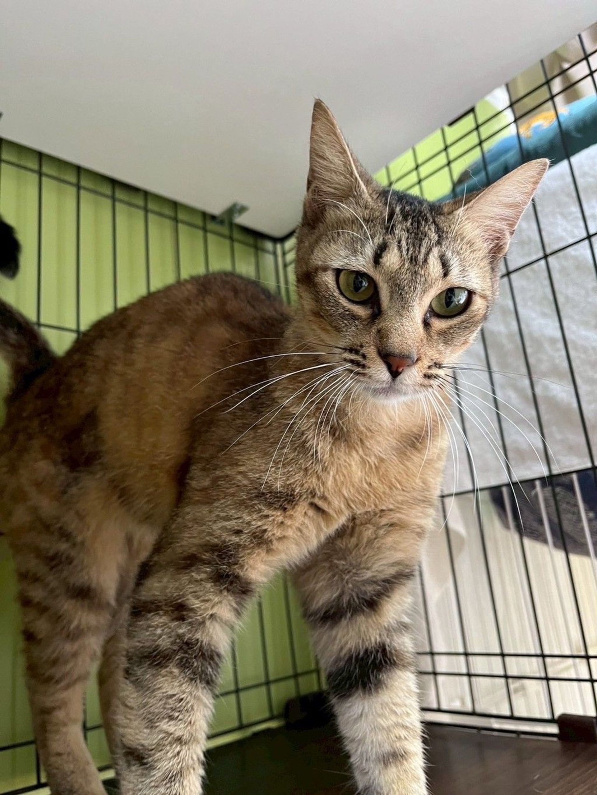 雑種（ミックス猫）・メスの里親募集の写真