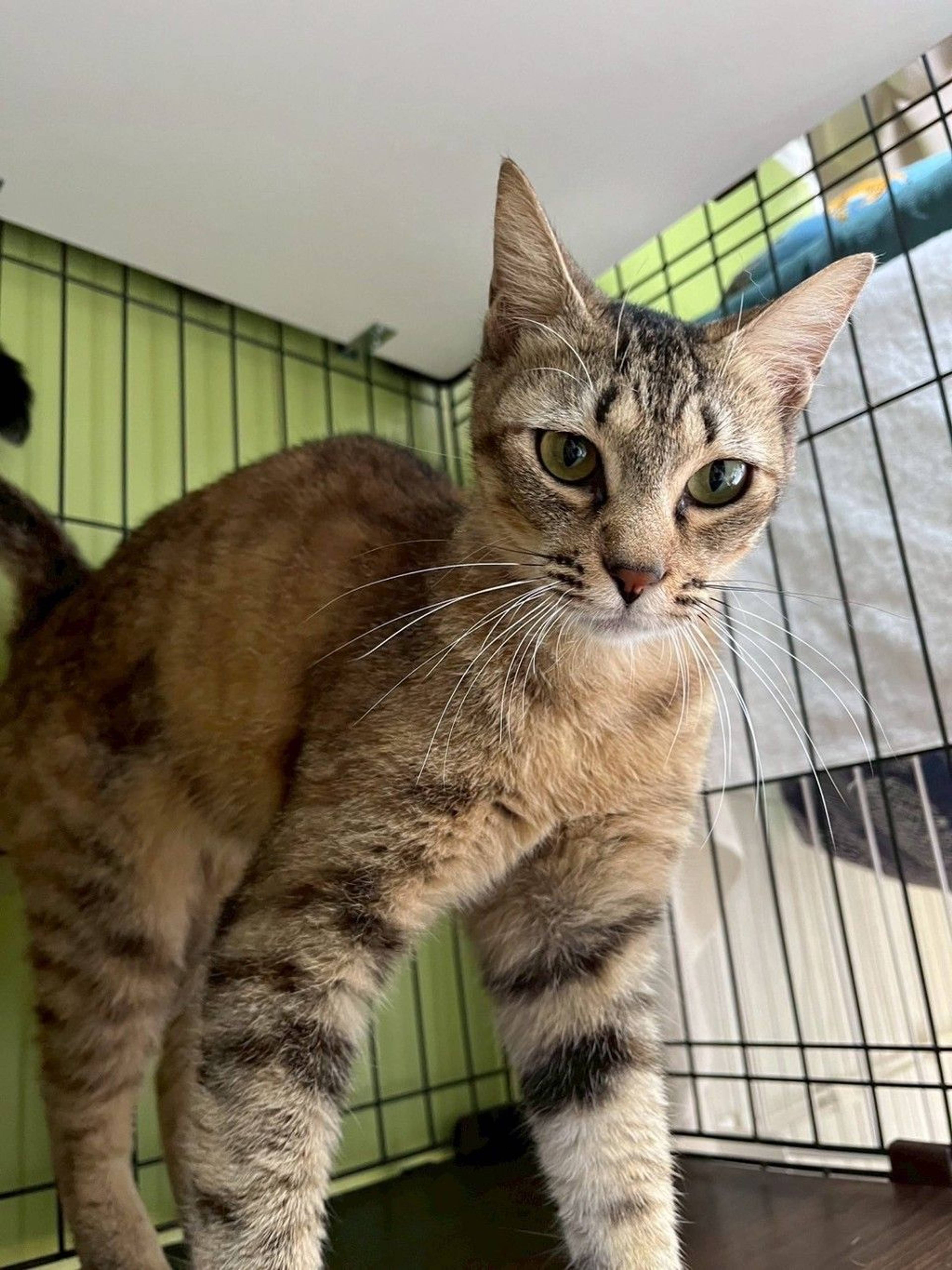雑種（ミックス猫）・メスの里親募集の写真