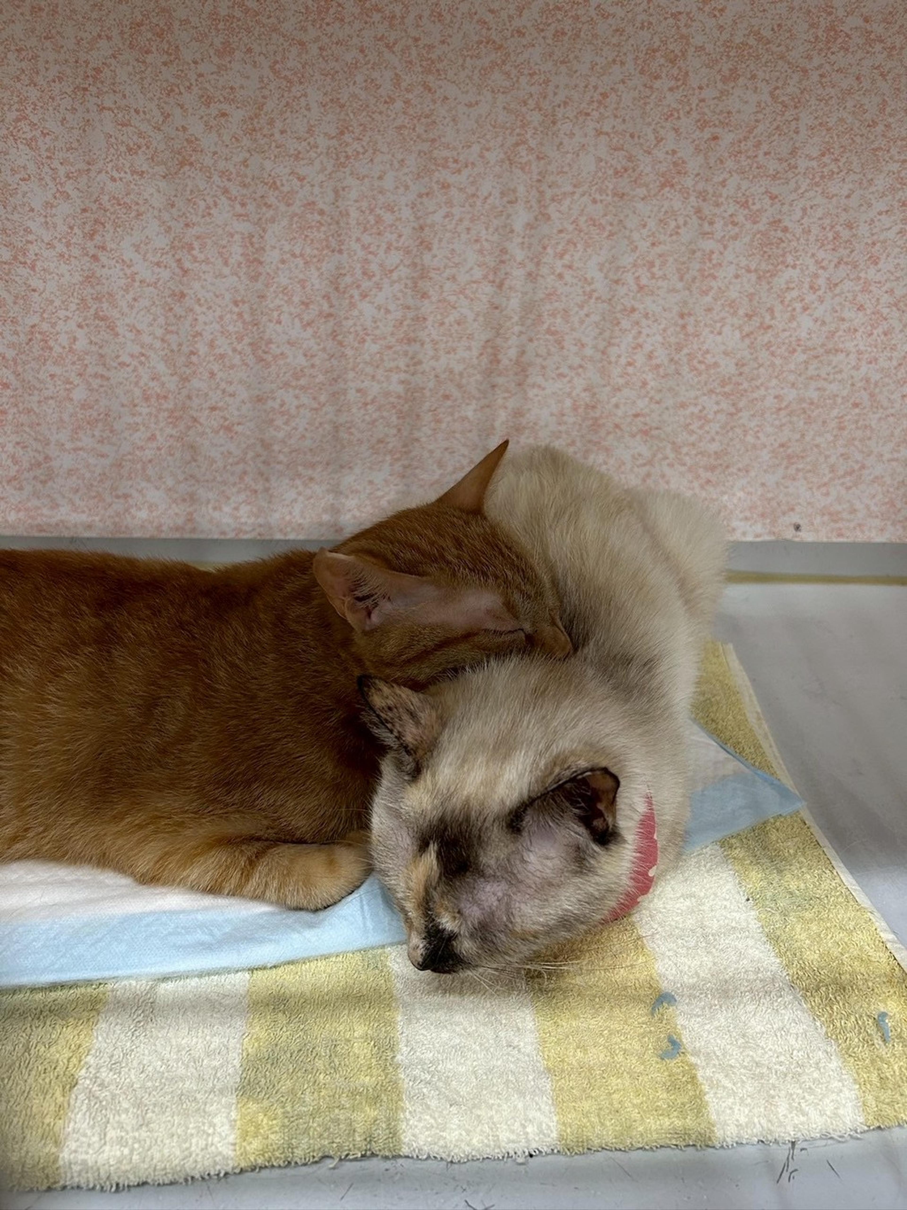 pet-image-5