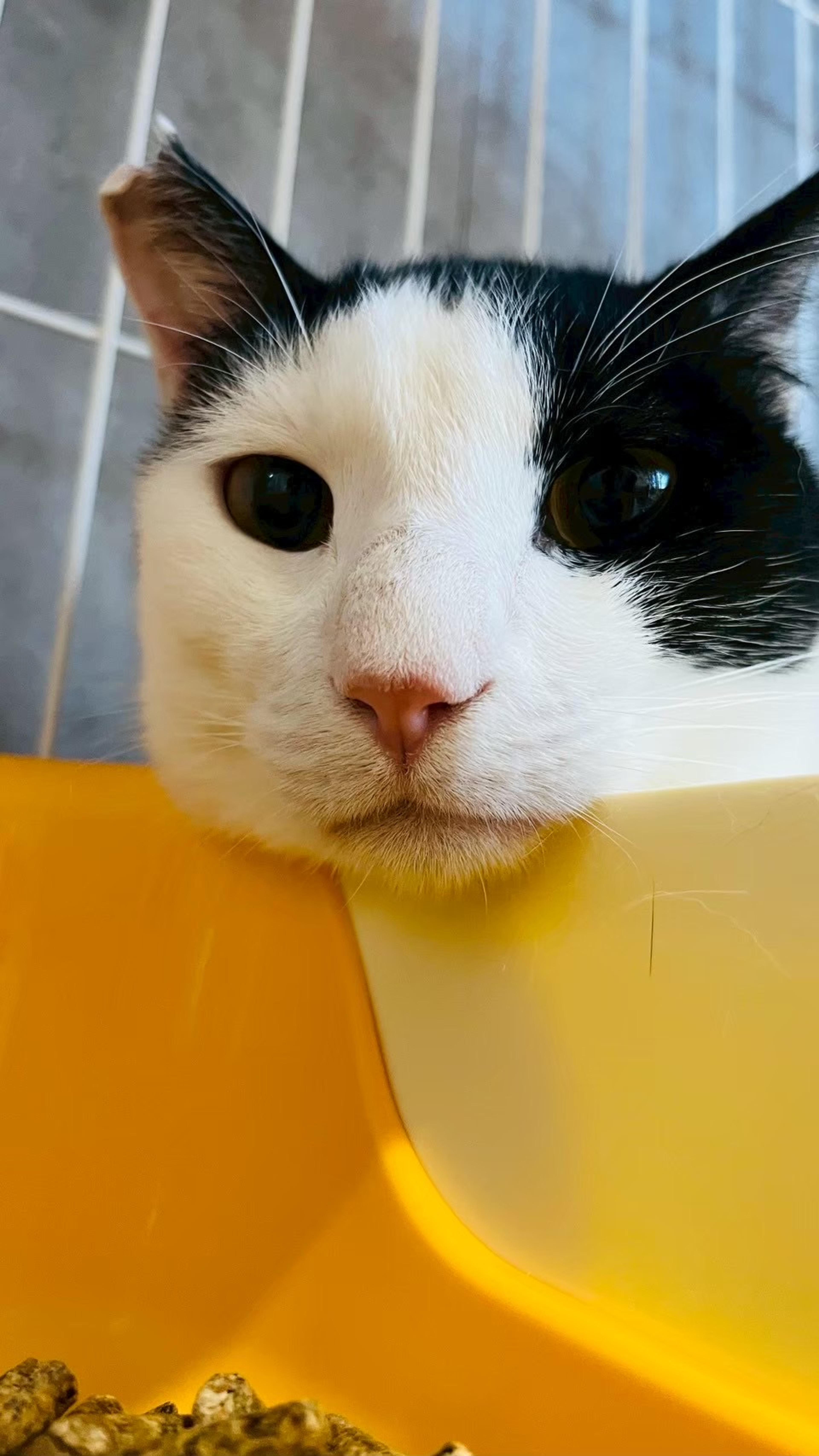 pet-image-2