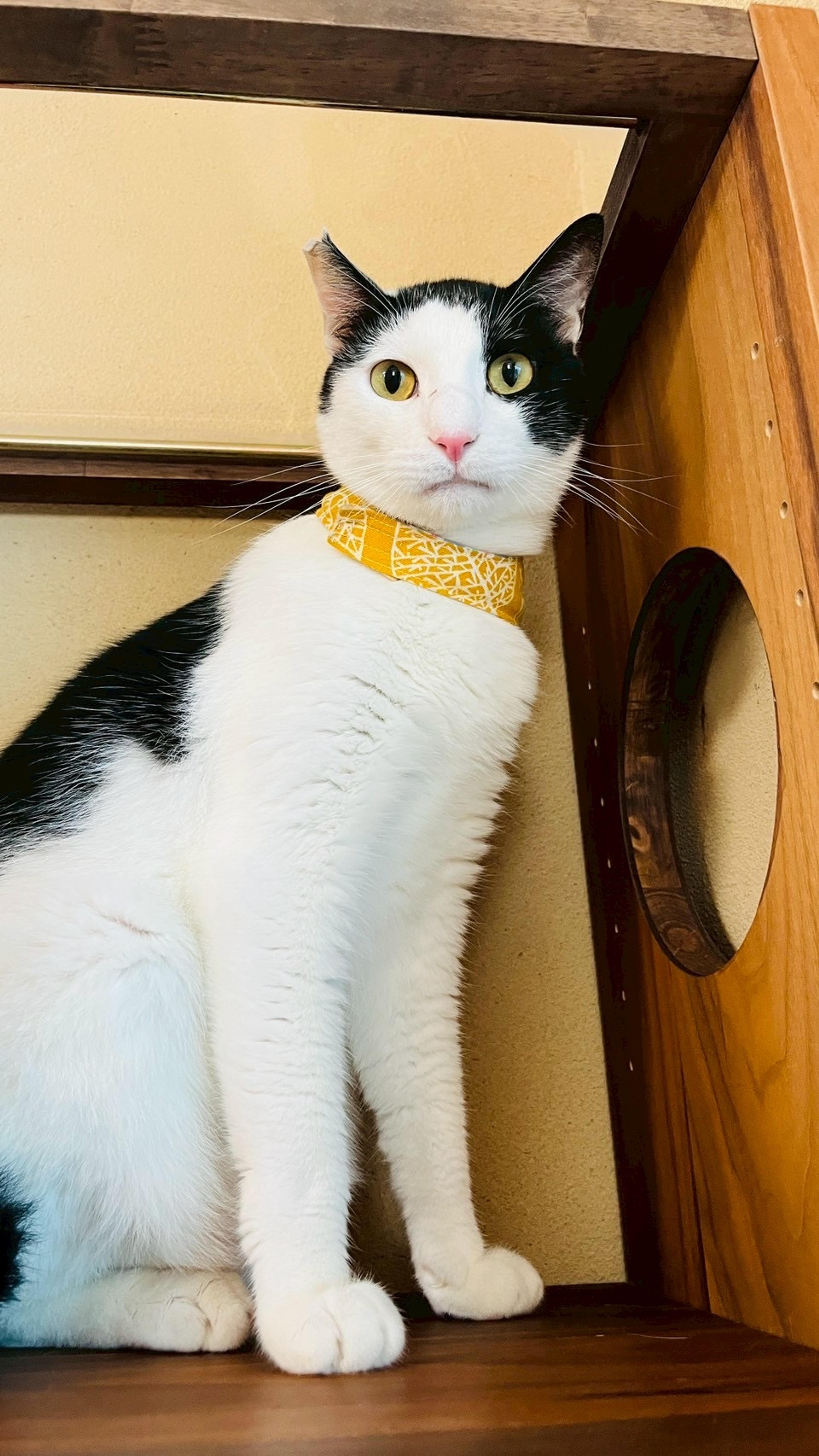 pet-image-4