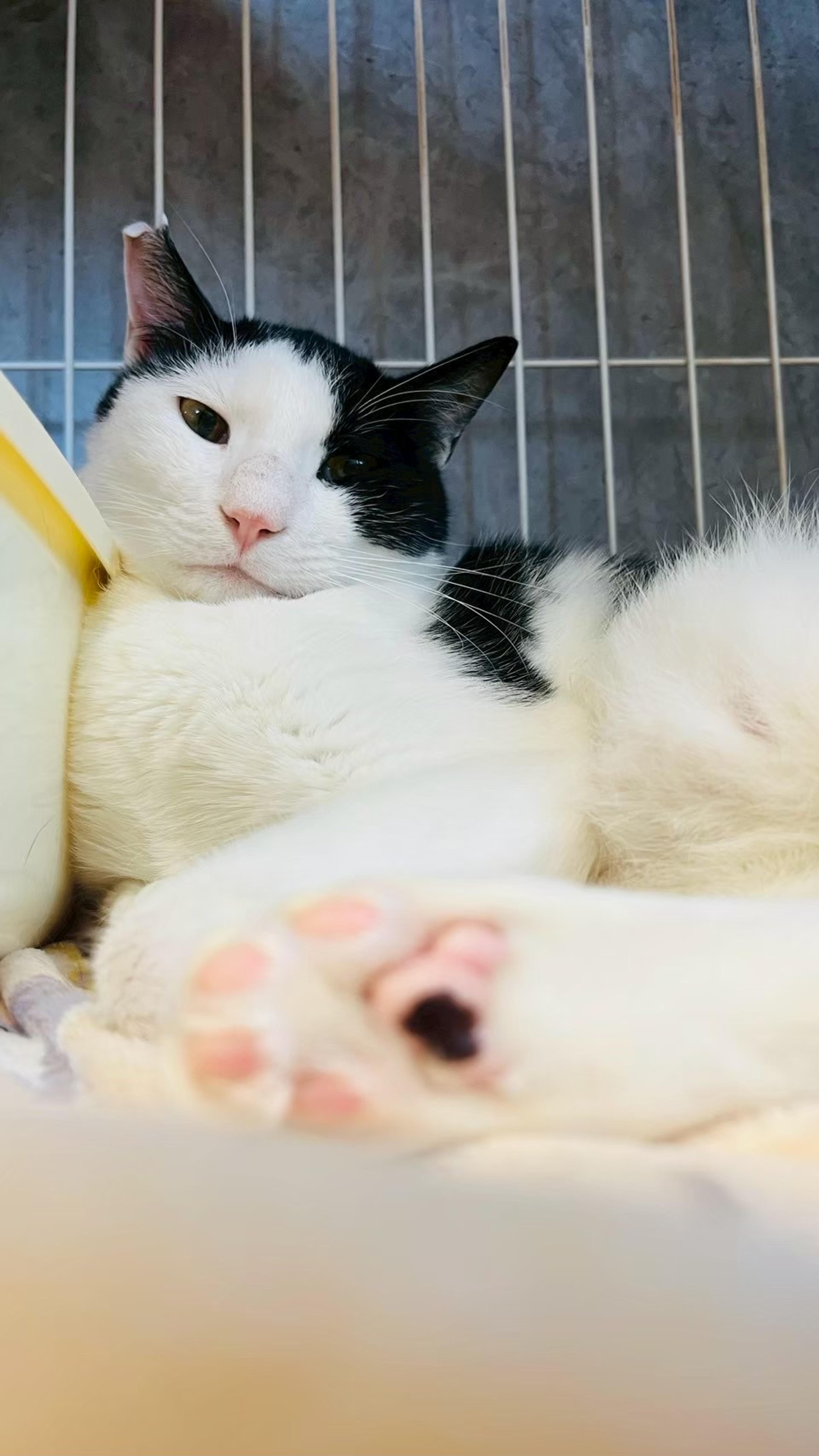 pet-image-3