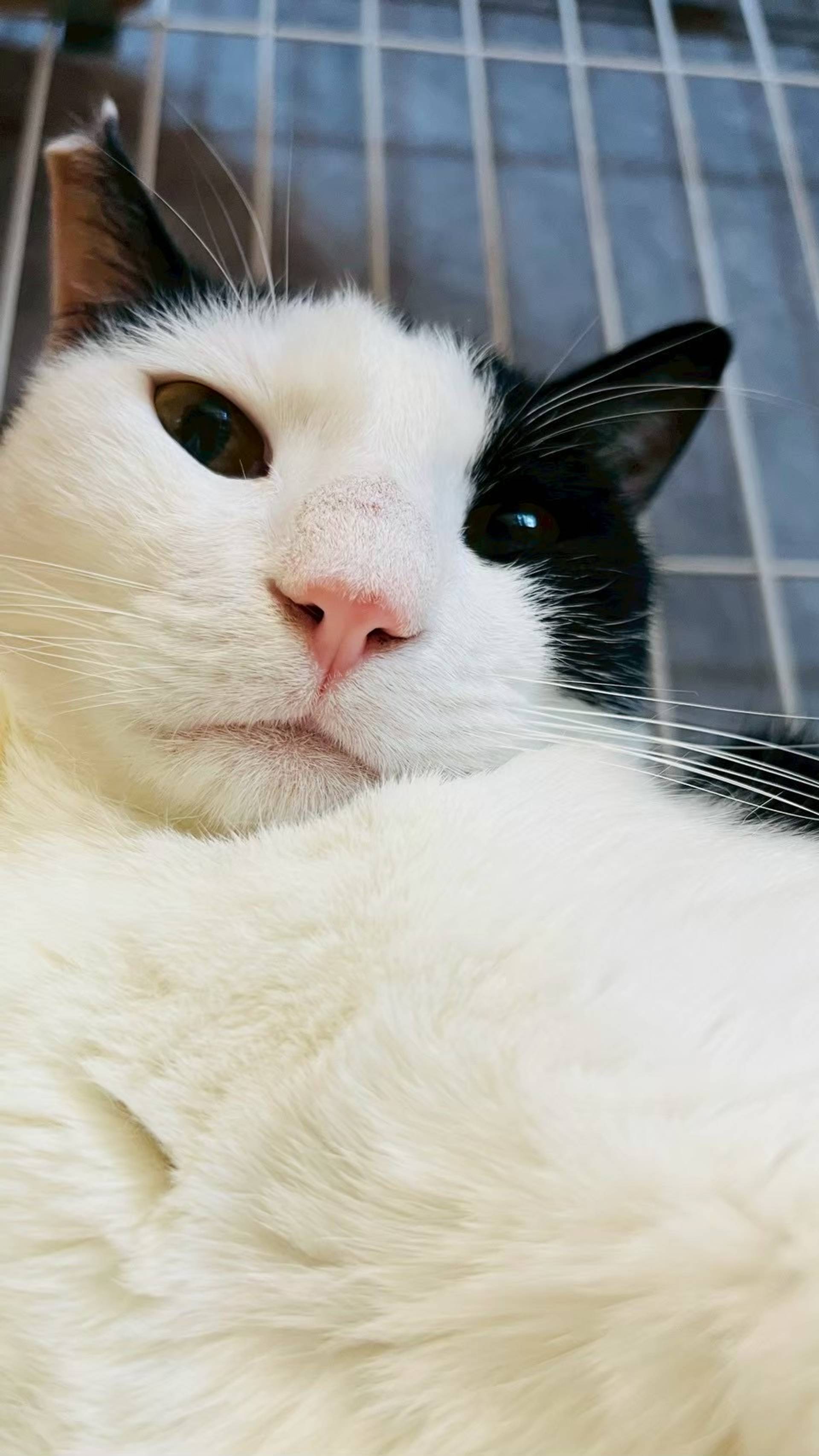 雑種（ミックス猫）・オスの里親募集の写真