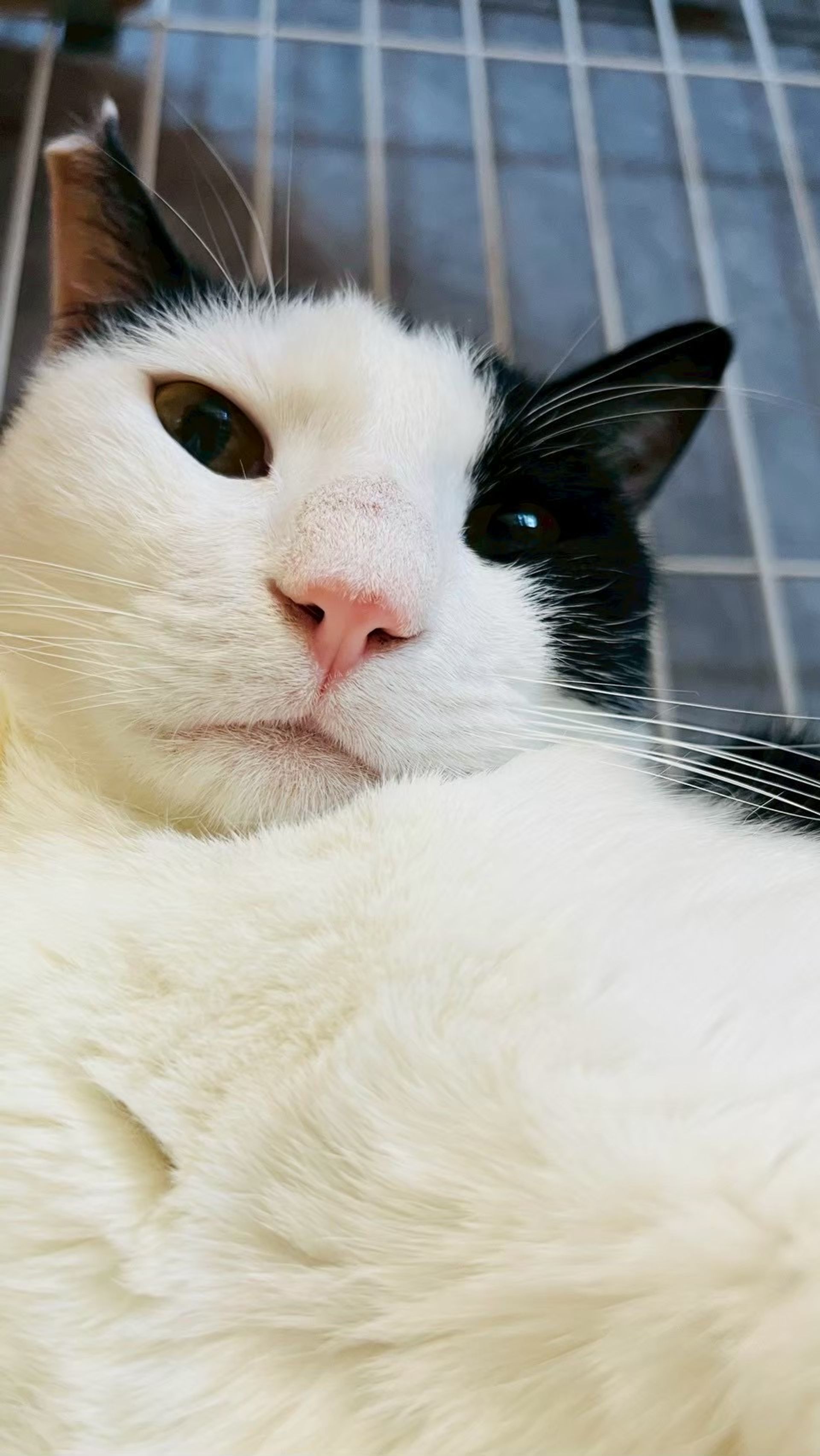 雑種（ミックス猫）・オスの里親募集の写真