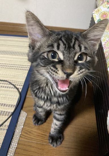 さーちゃん