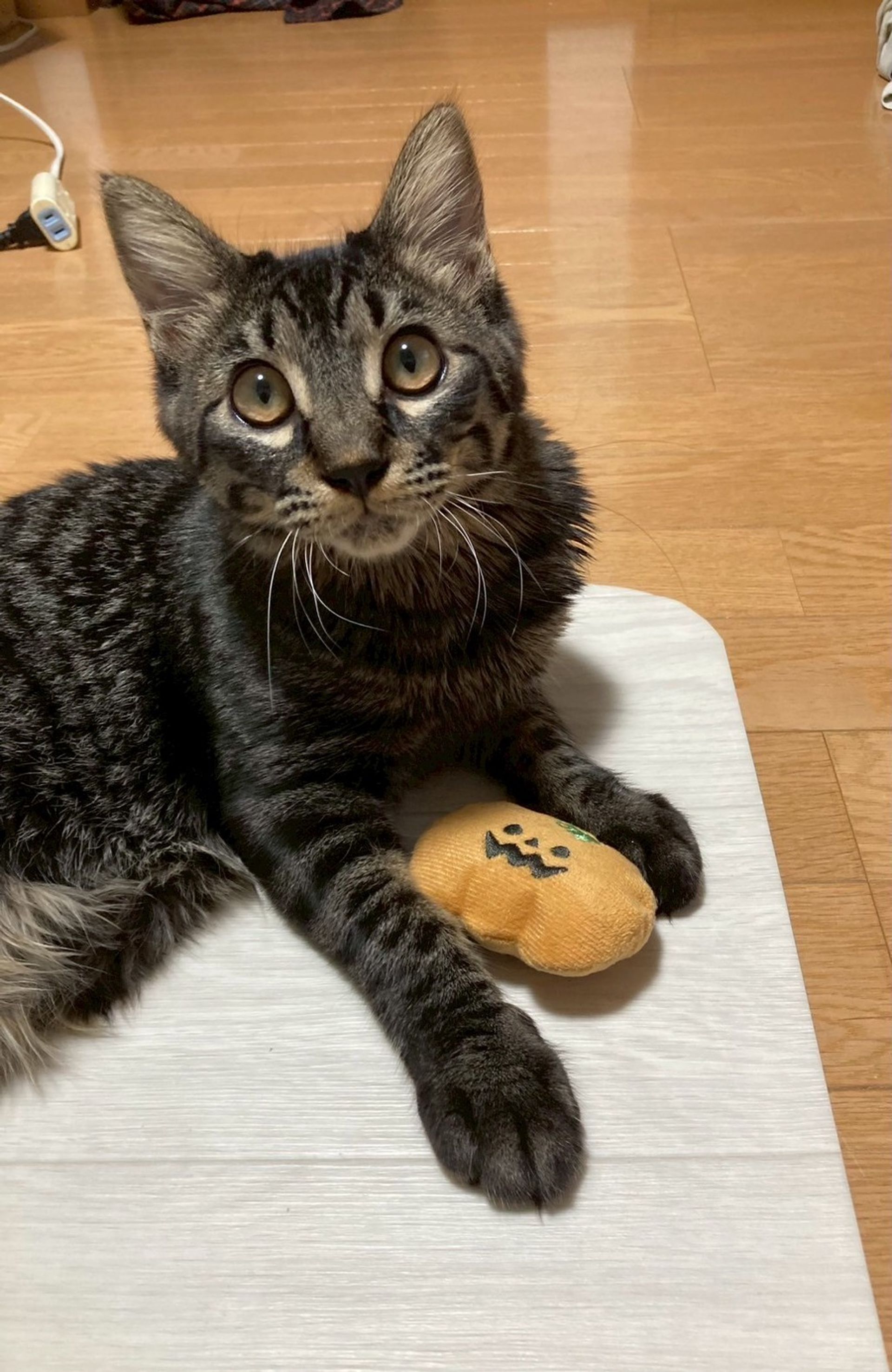 雑種（ミックス猫）・オスの里親募集の写真