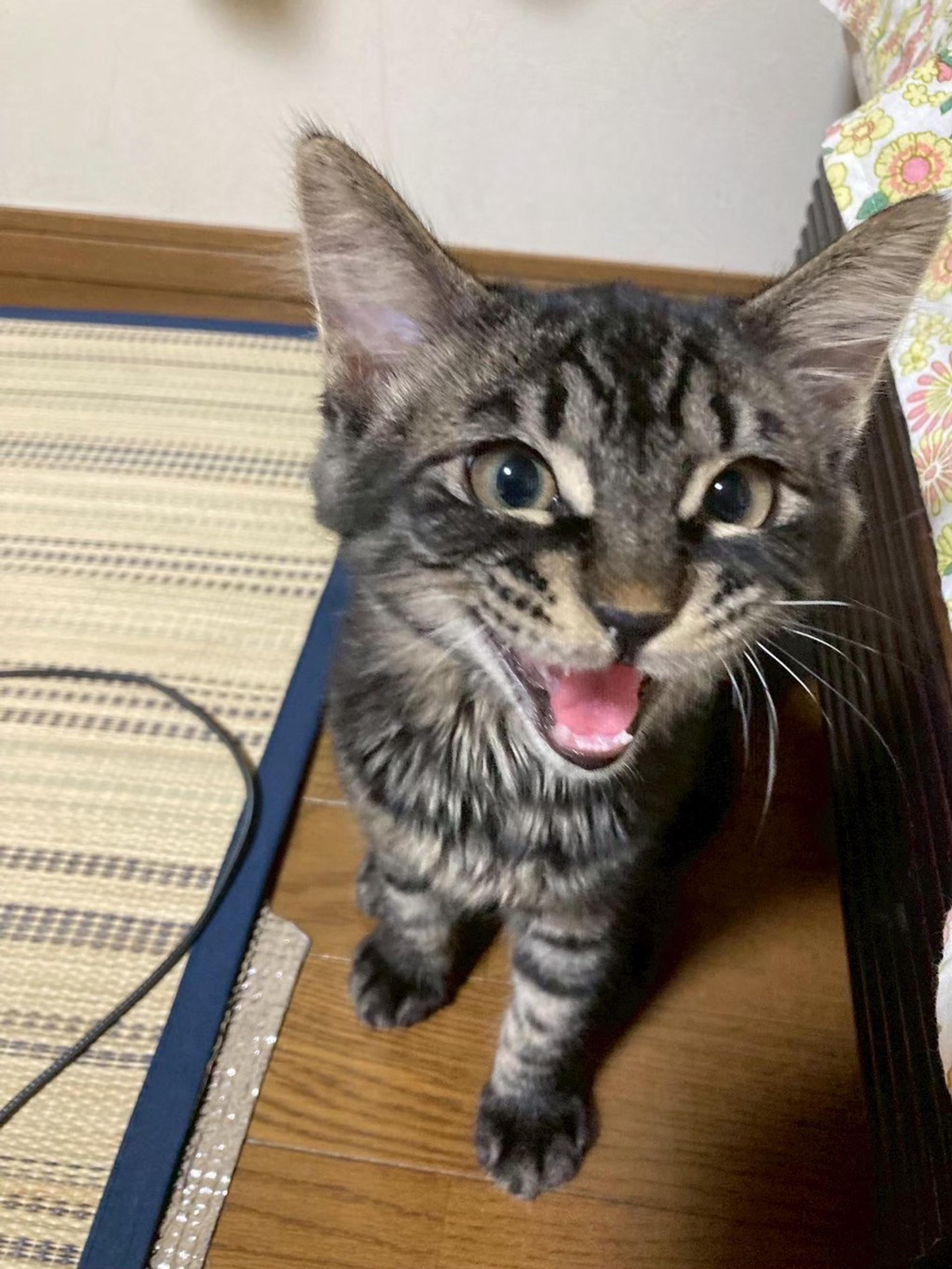 pet-image-3