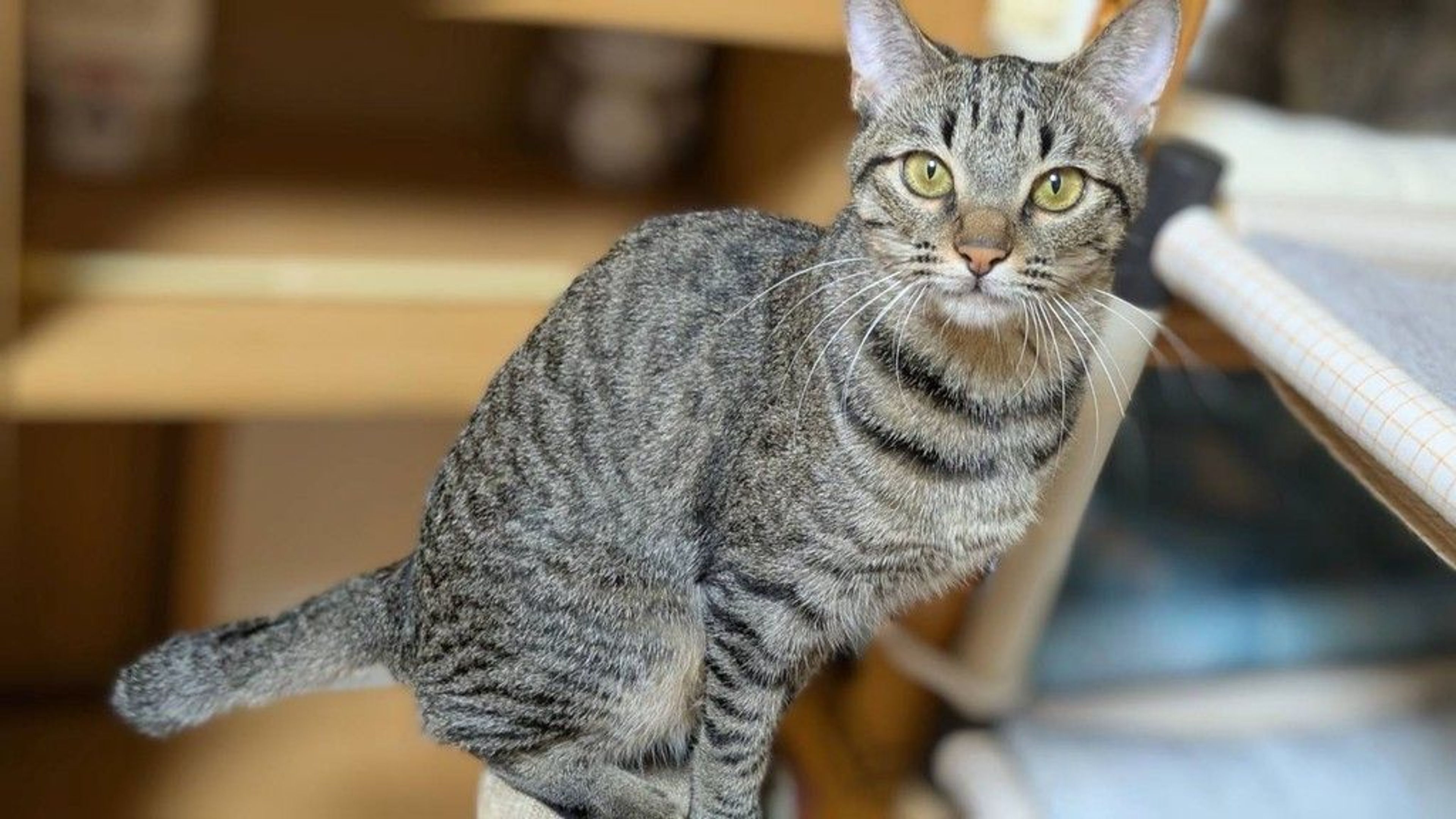 雑種（ミックス猫）・メスの里親募集の写真