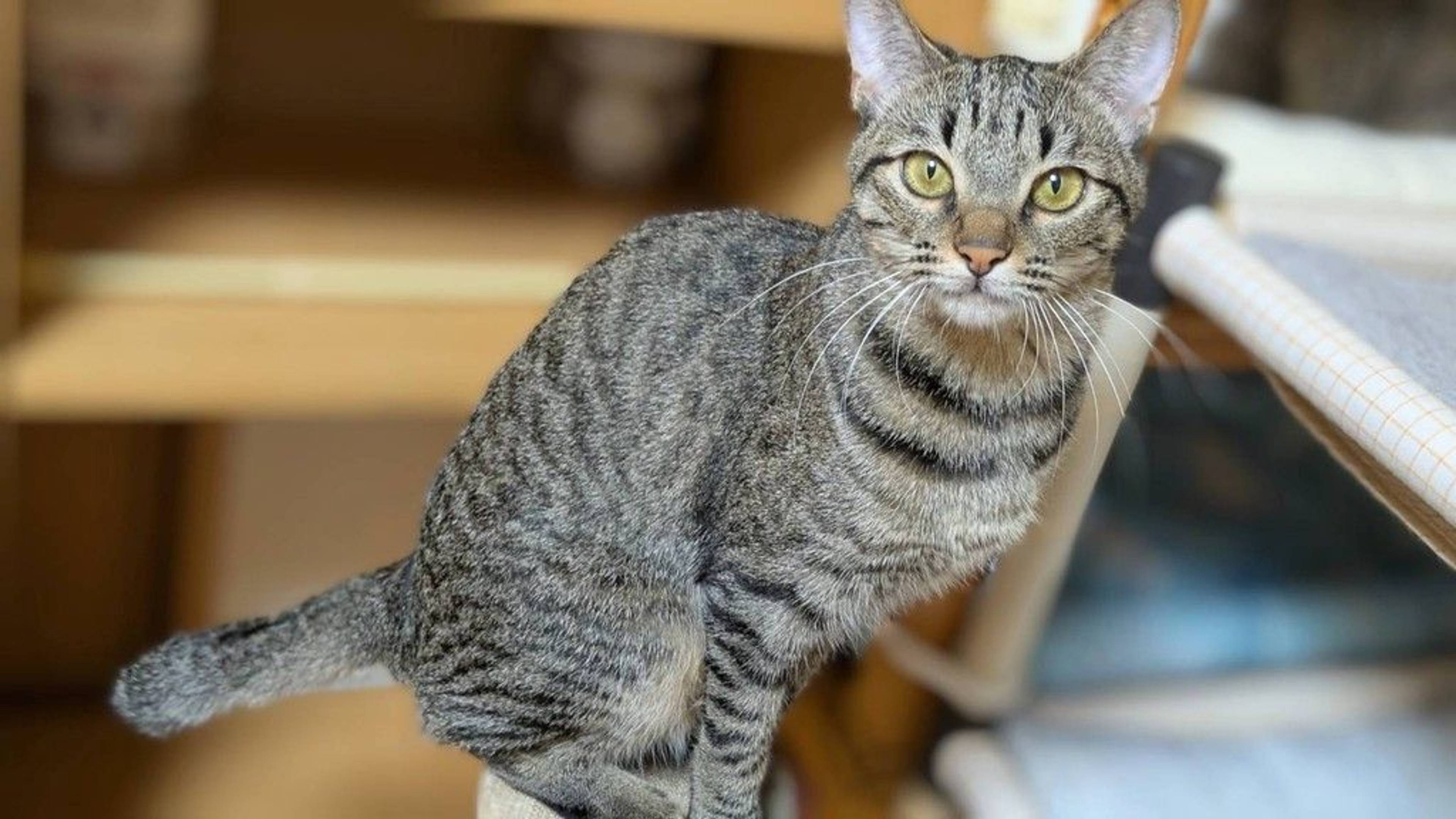 雑種（ミックス猫）・メスの里親募集の写真