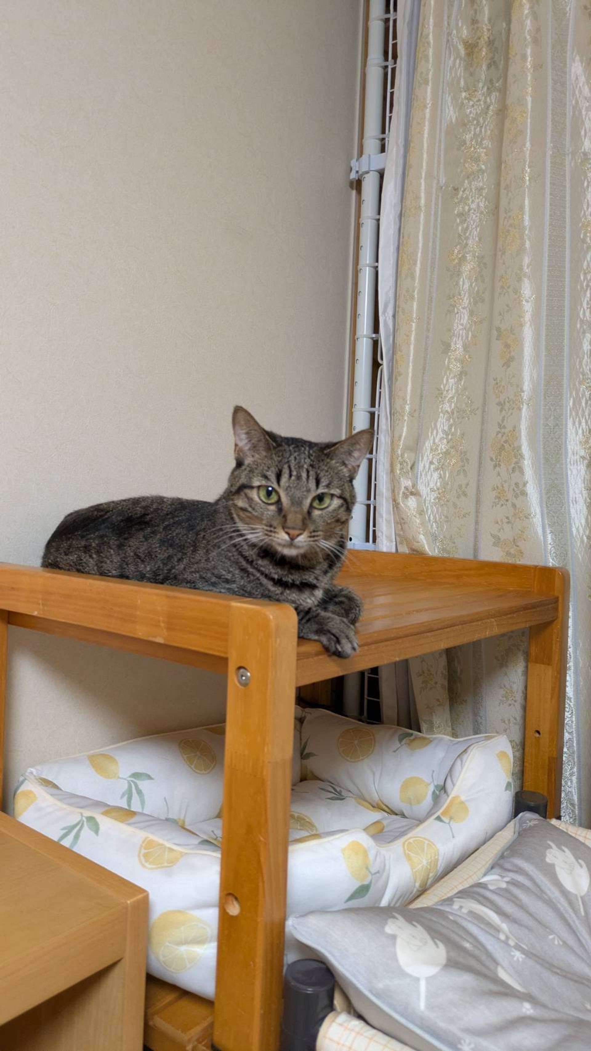 雑種（ミックス猫）・メスの里親募集の写真