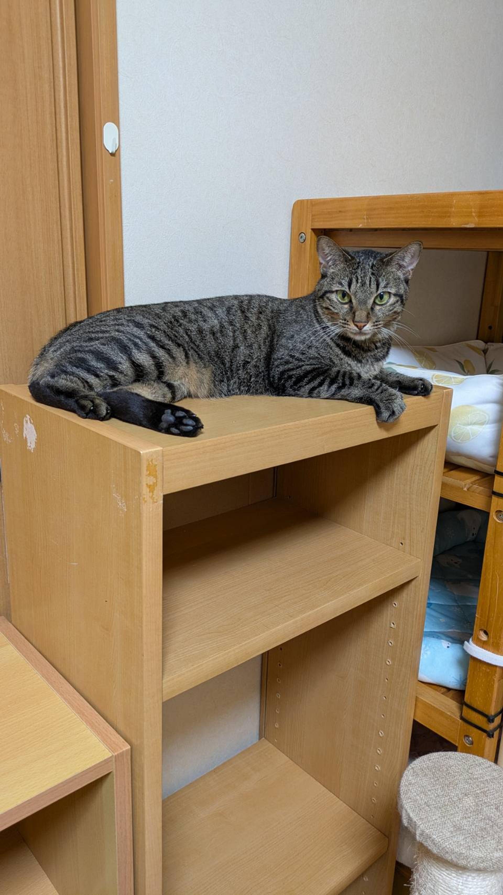 pet-image-3