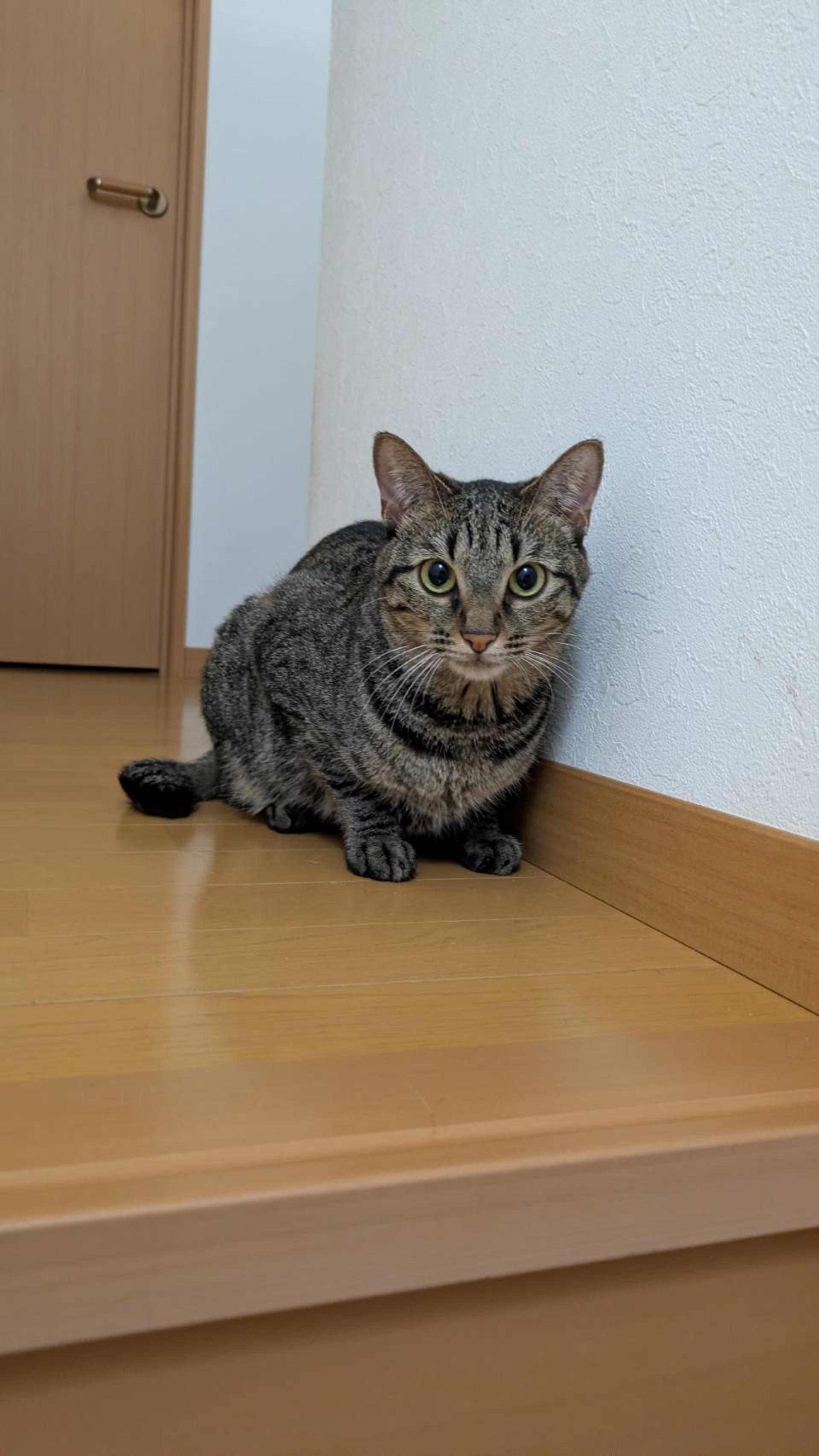 pet-image-4
