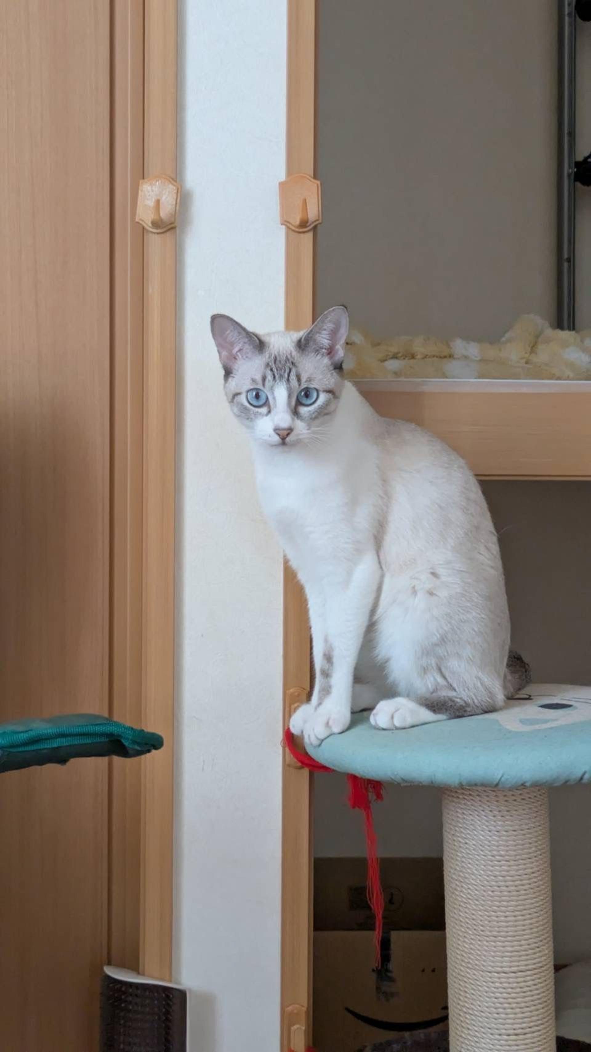 pet-image-2