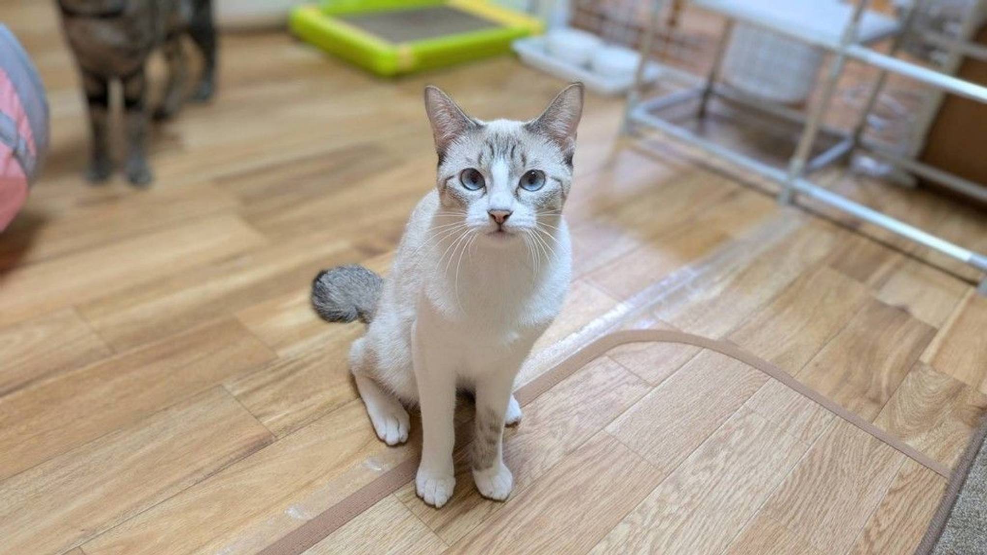 雑種（ミックス猫）・メスの里親募集の写真
