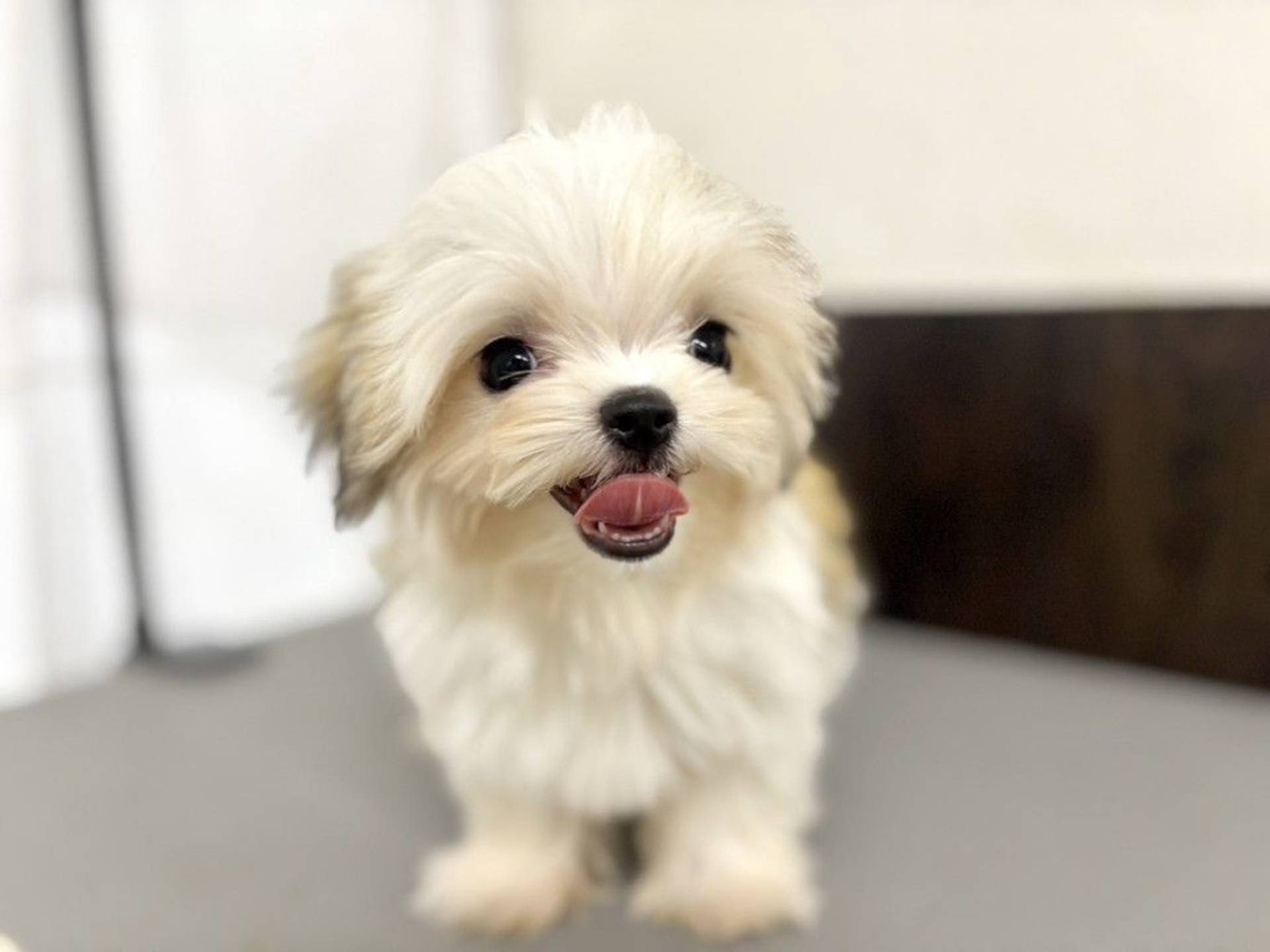 雑種（ミックス犬）・オスの里親募集の写真