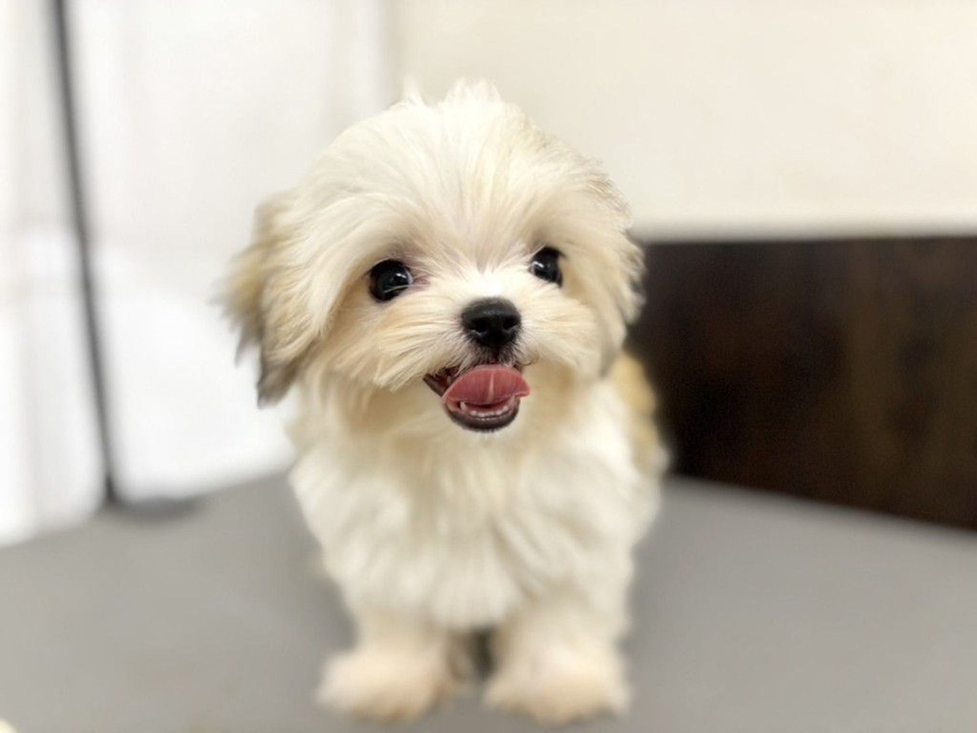 雑種（ミックス犬）・オスの里親募集の写真