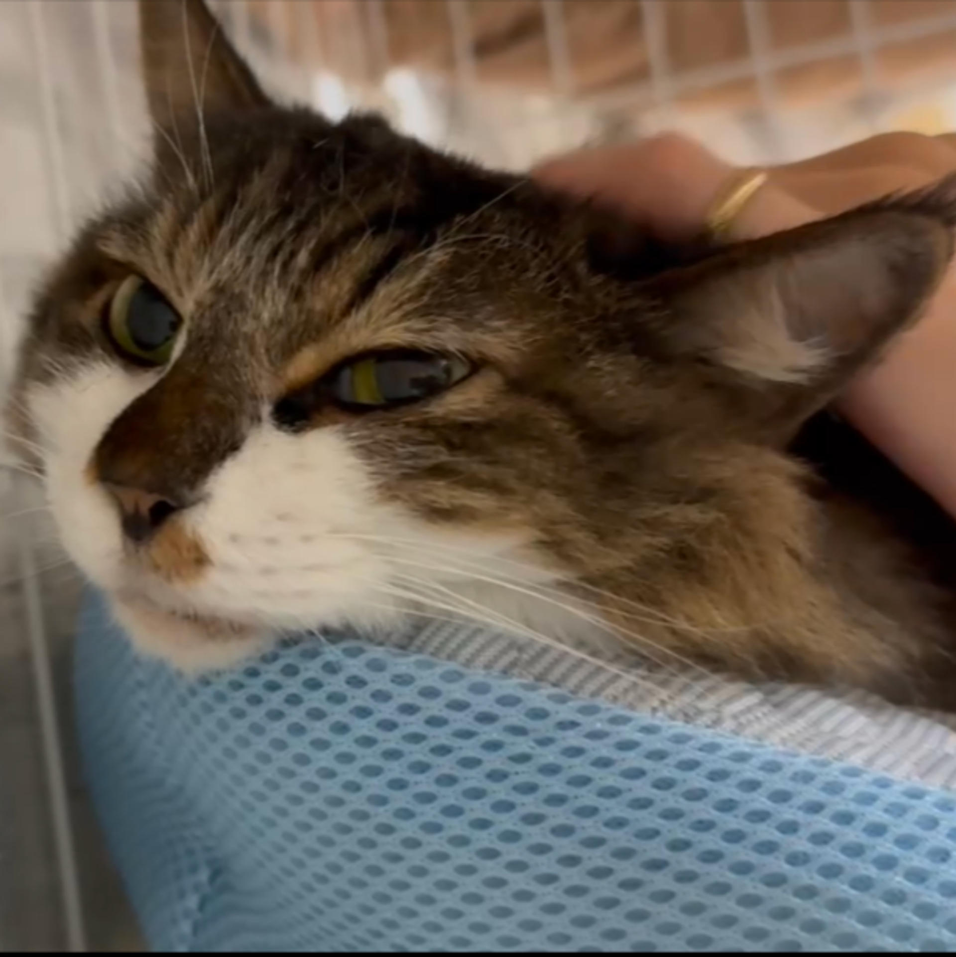 pet-image-3