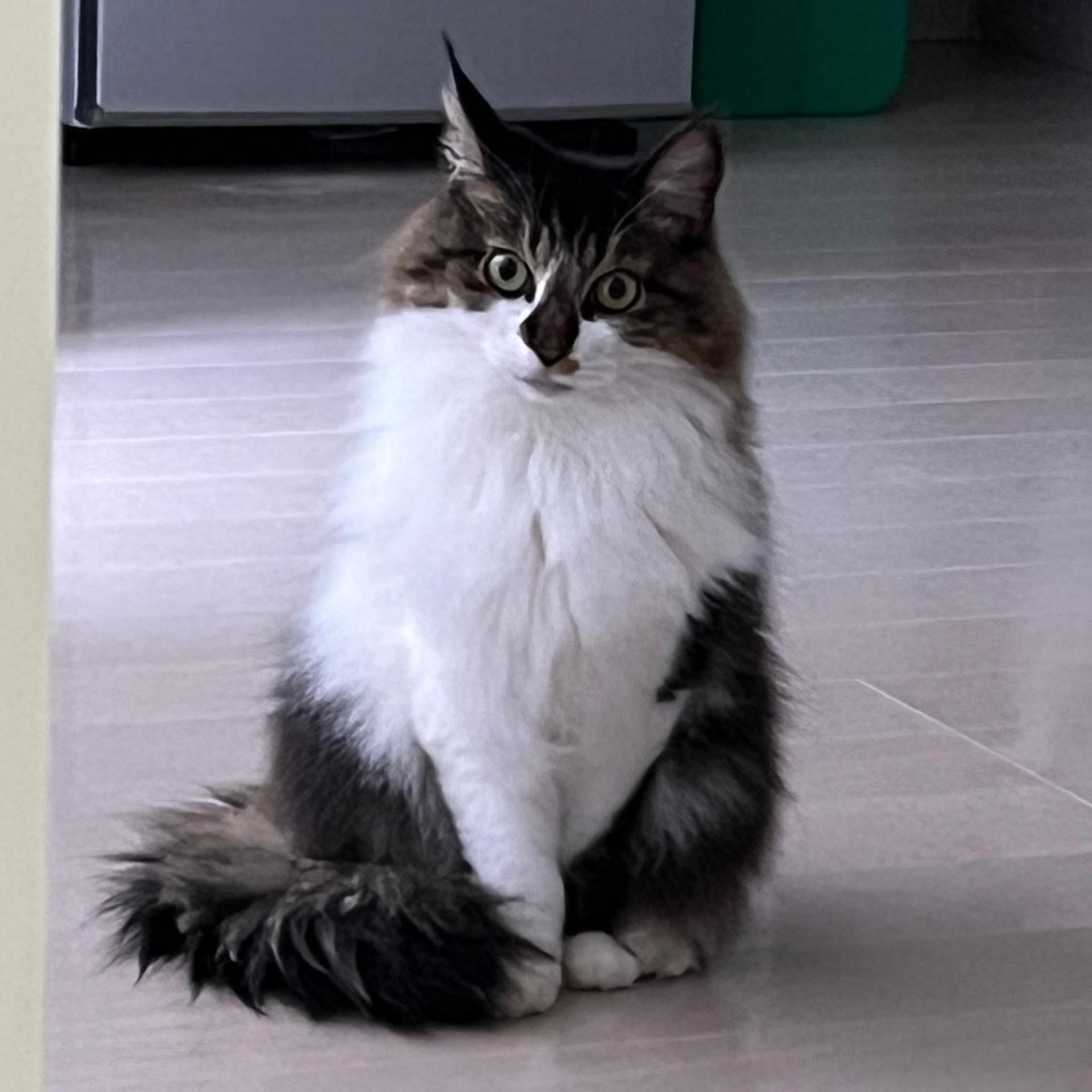 pet-image-2