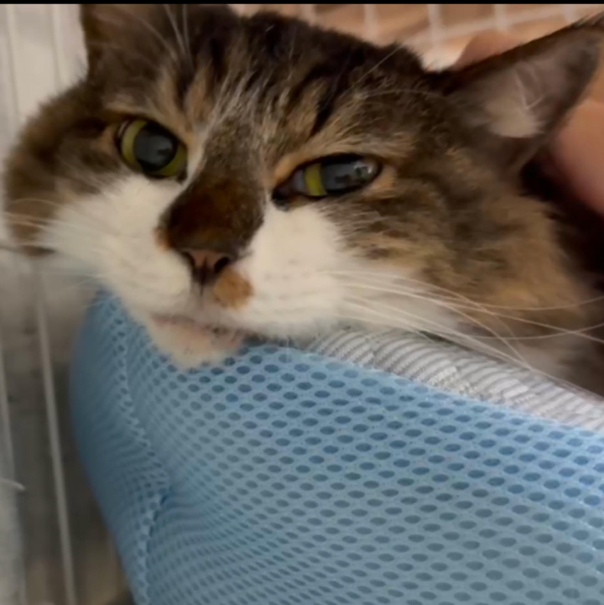 pet-image-5