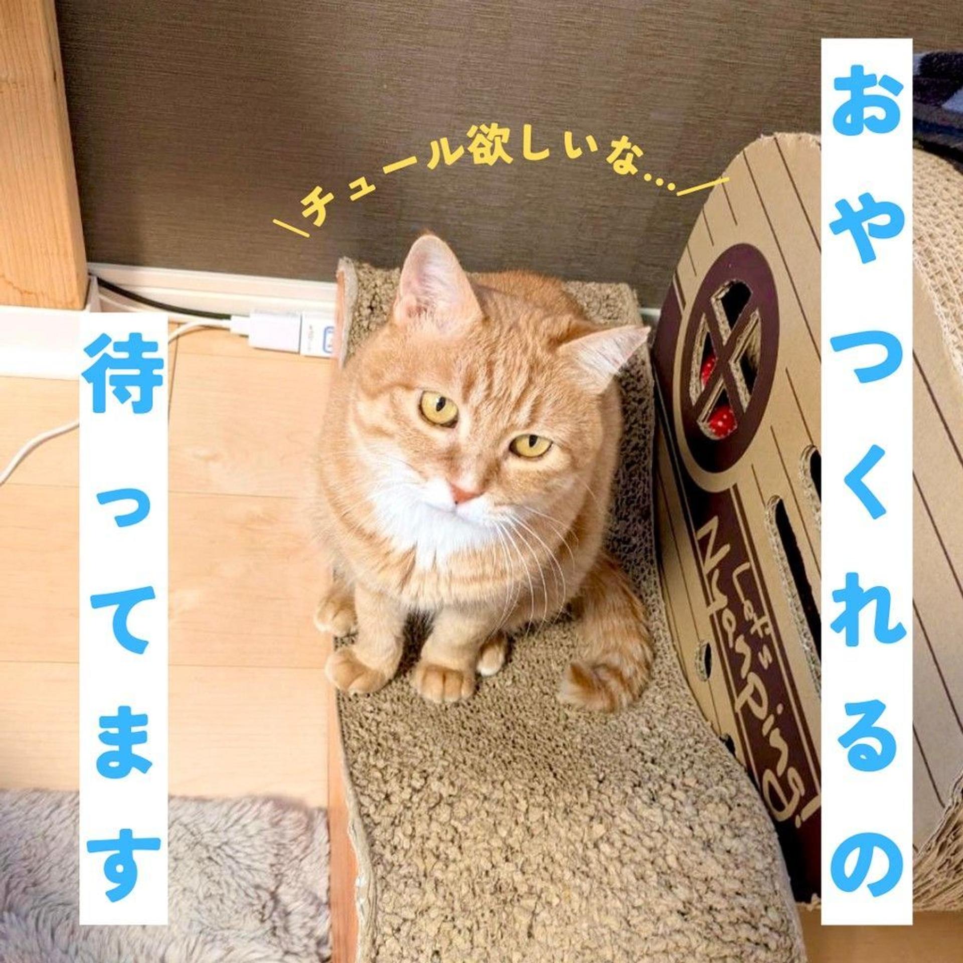 pet-image-5