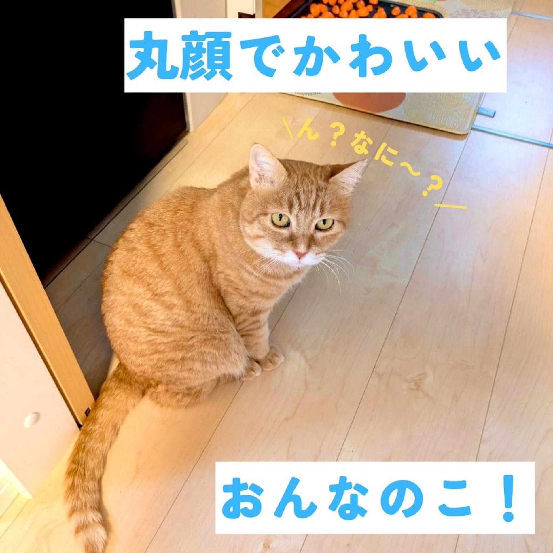 pet-image-2