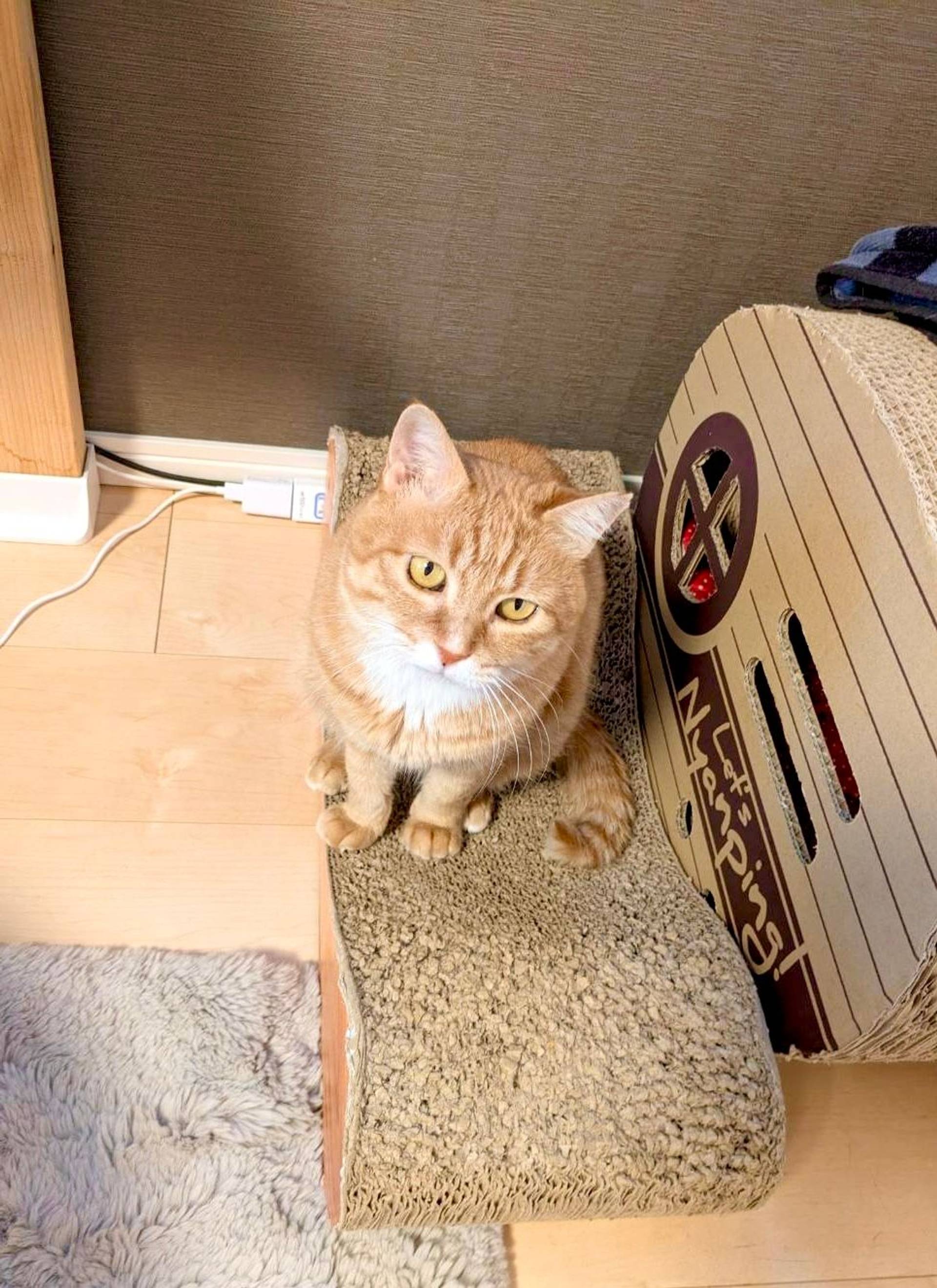 雑種（ミックス猫）・メスの里親募集の写真