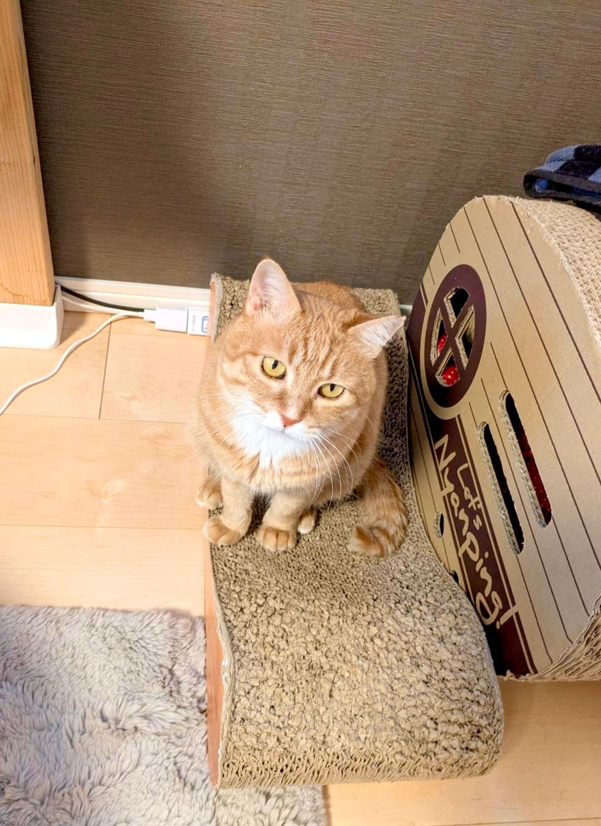 雑種（ミックス猫）・メスの里親募集の写真