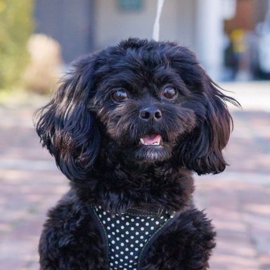 トイプードル・メスの里親募集の写真