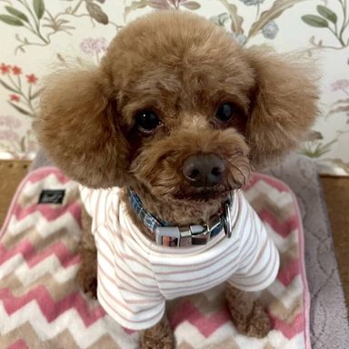 トイプードル・オスの里親募集の写真