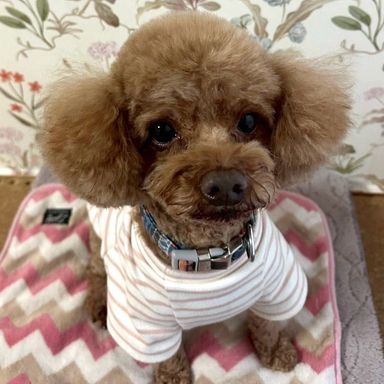 トイプードル・オスの里親募集の写真