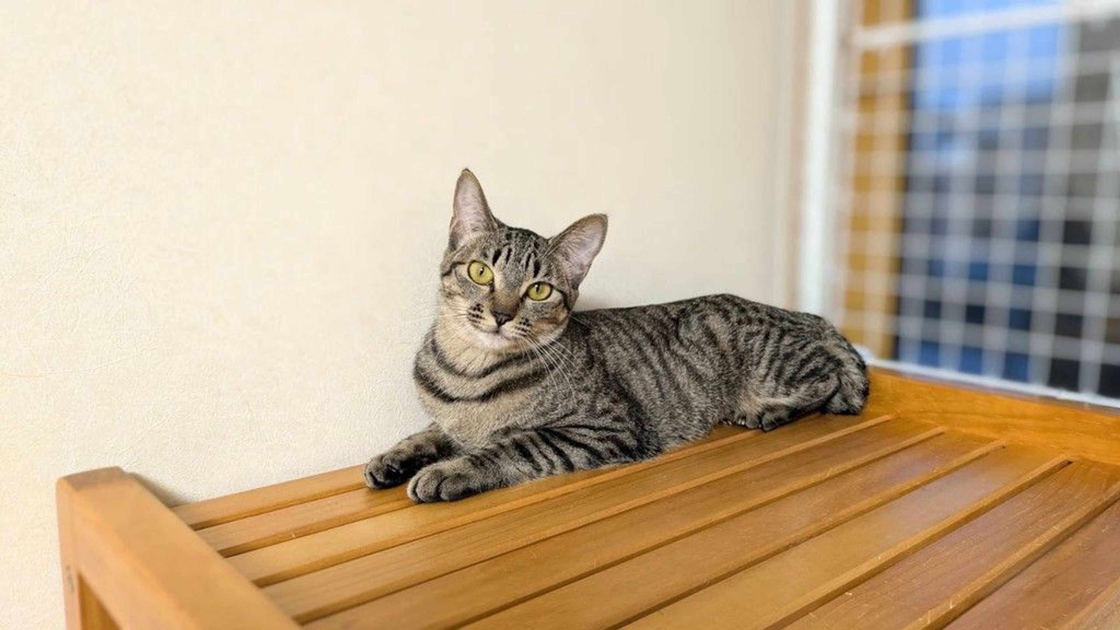 雑種（ミックス猫）・メスの里親募集の写真