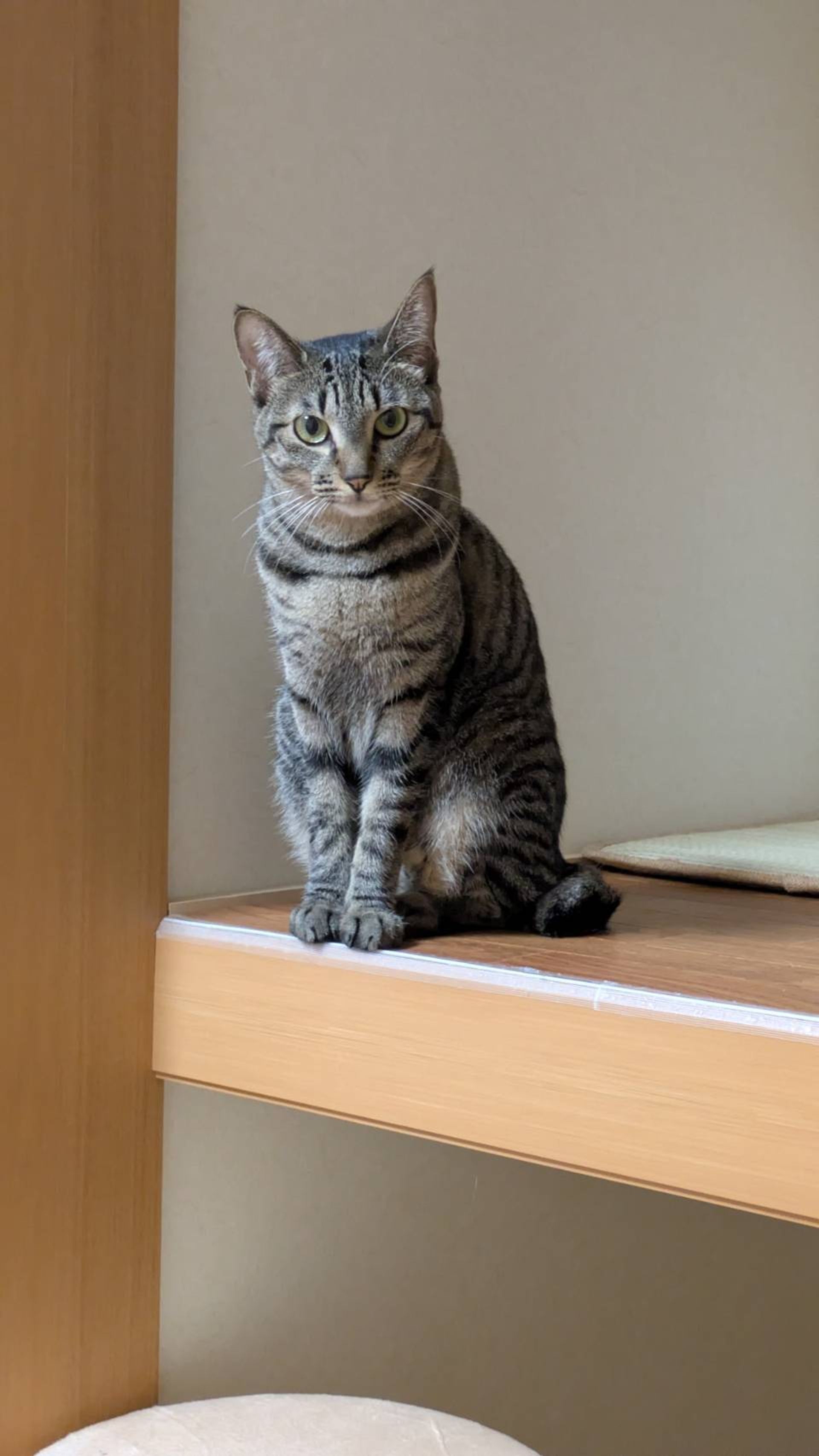 雑種（ミックス猫）・メスの里親募集の写真