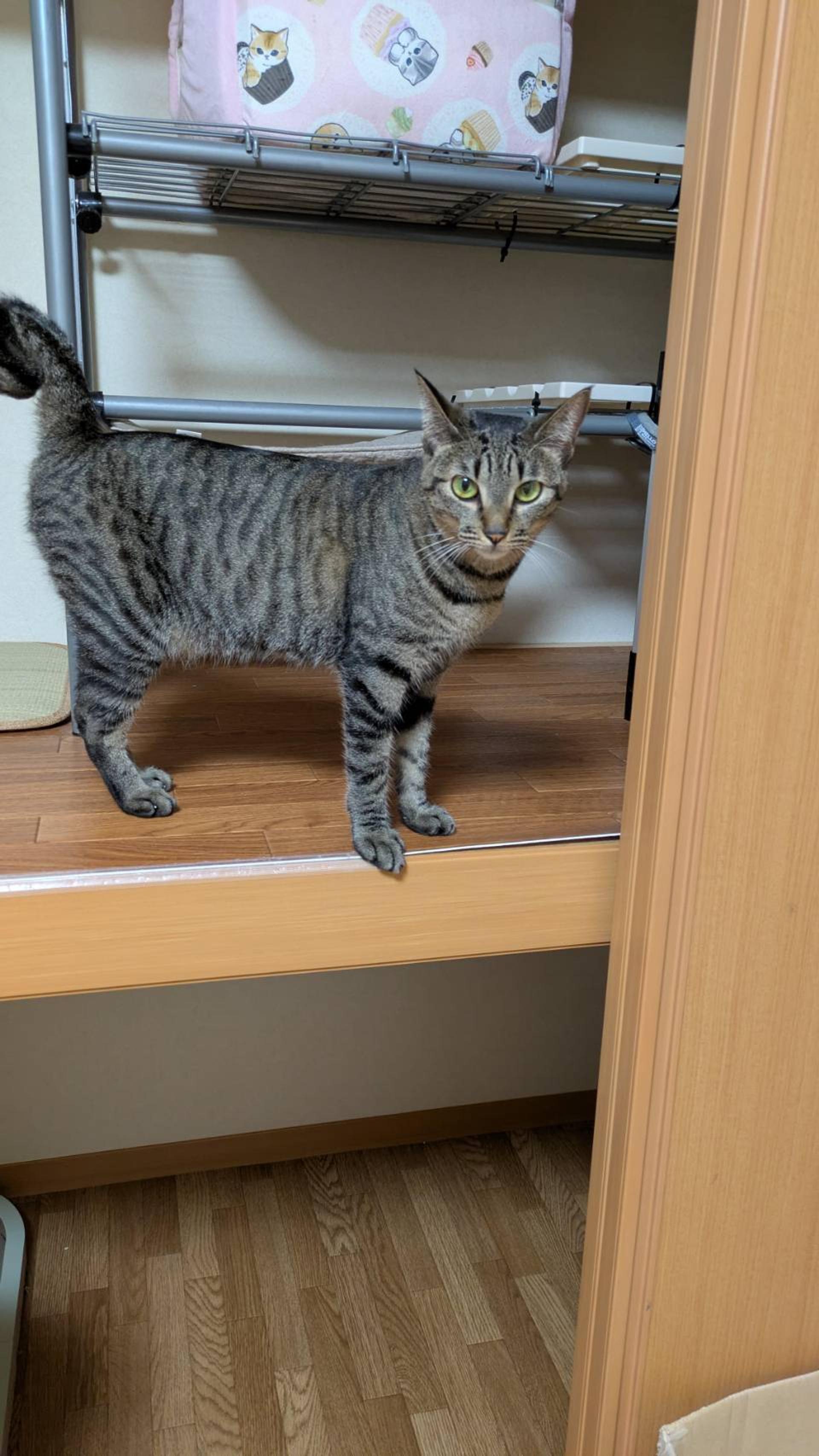pet-image-2