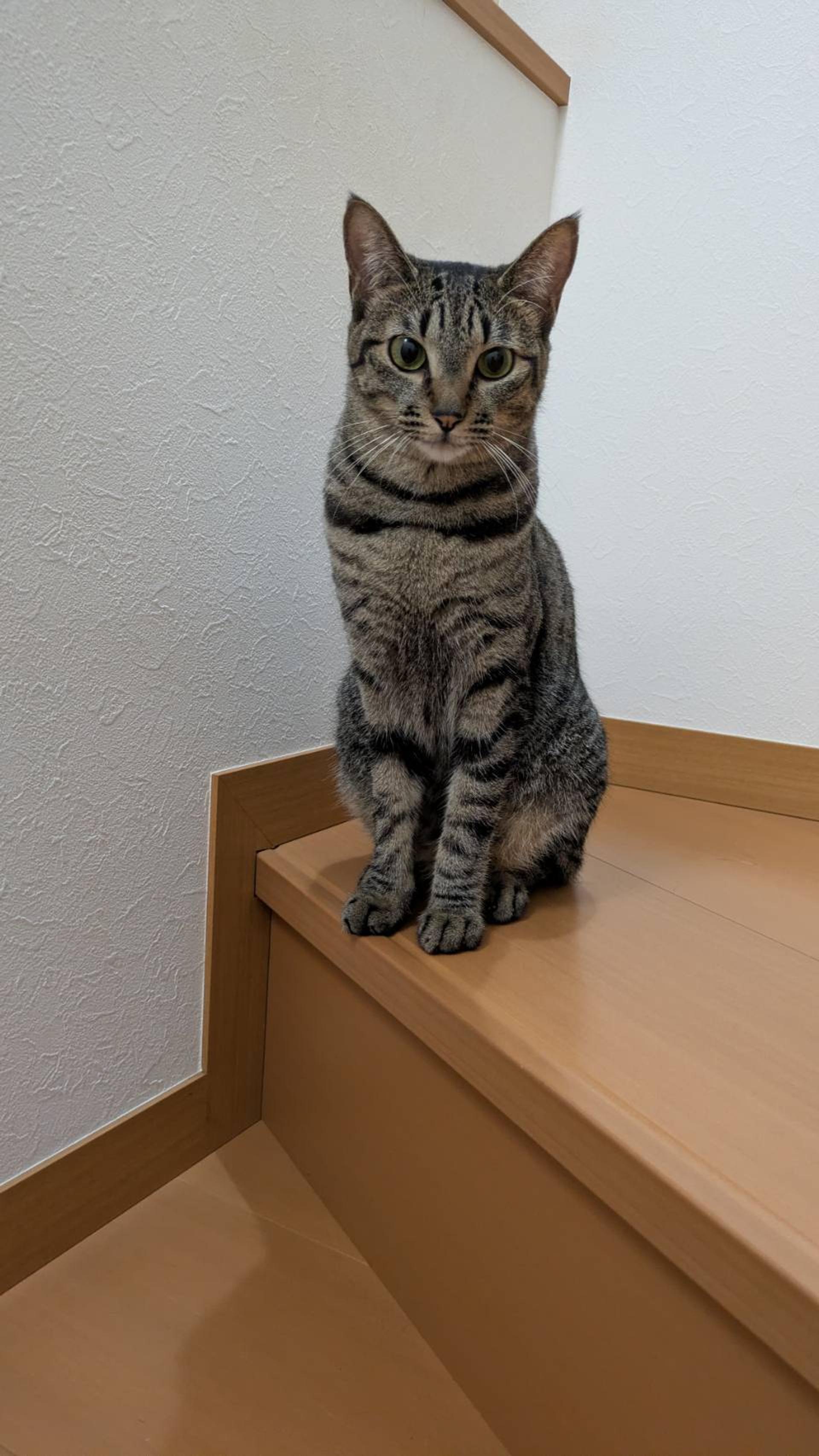 pet-image-4