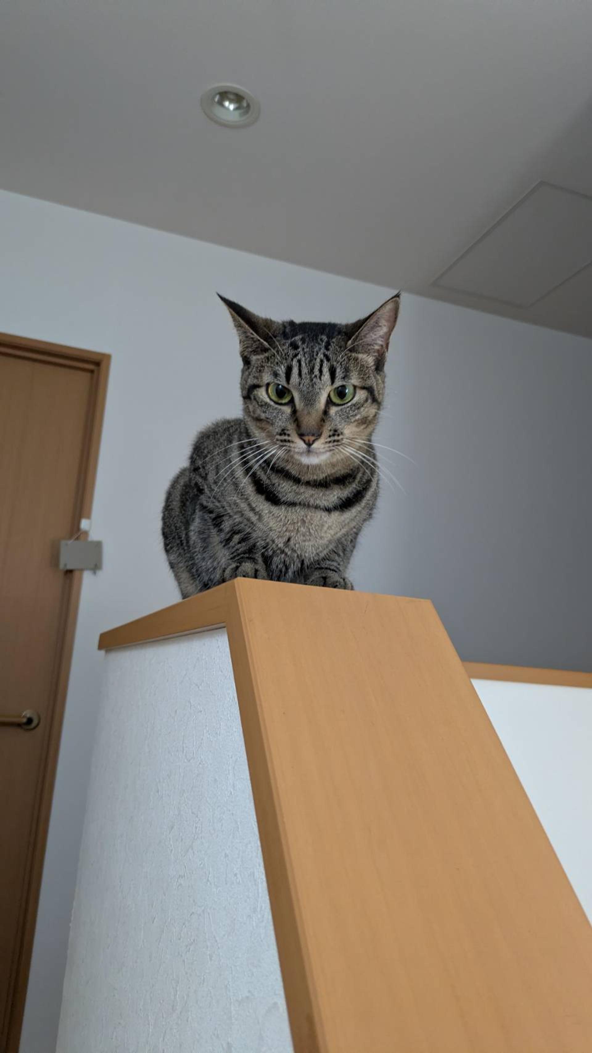 pet-image-5