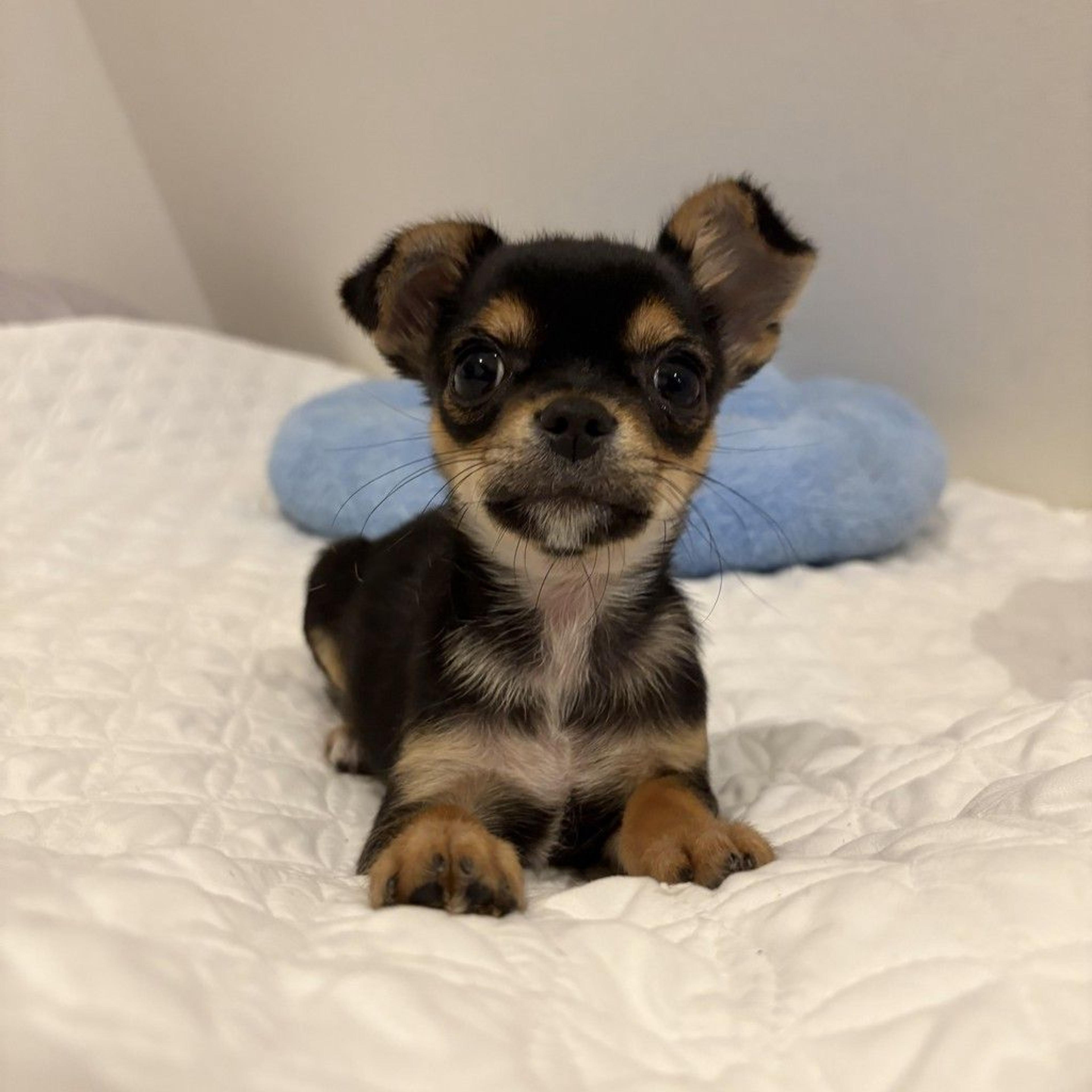 pet-image-2