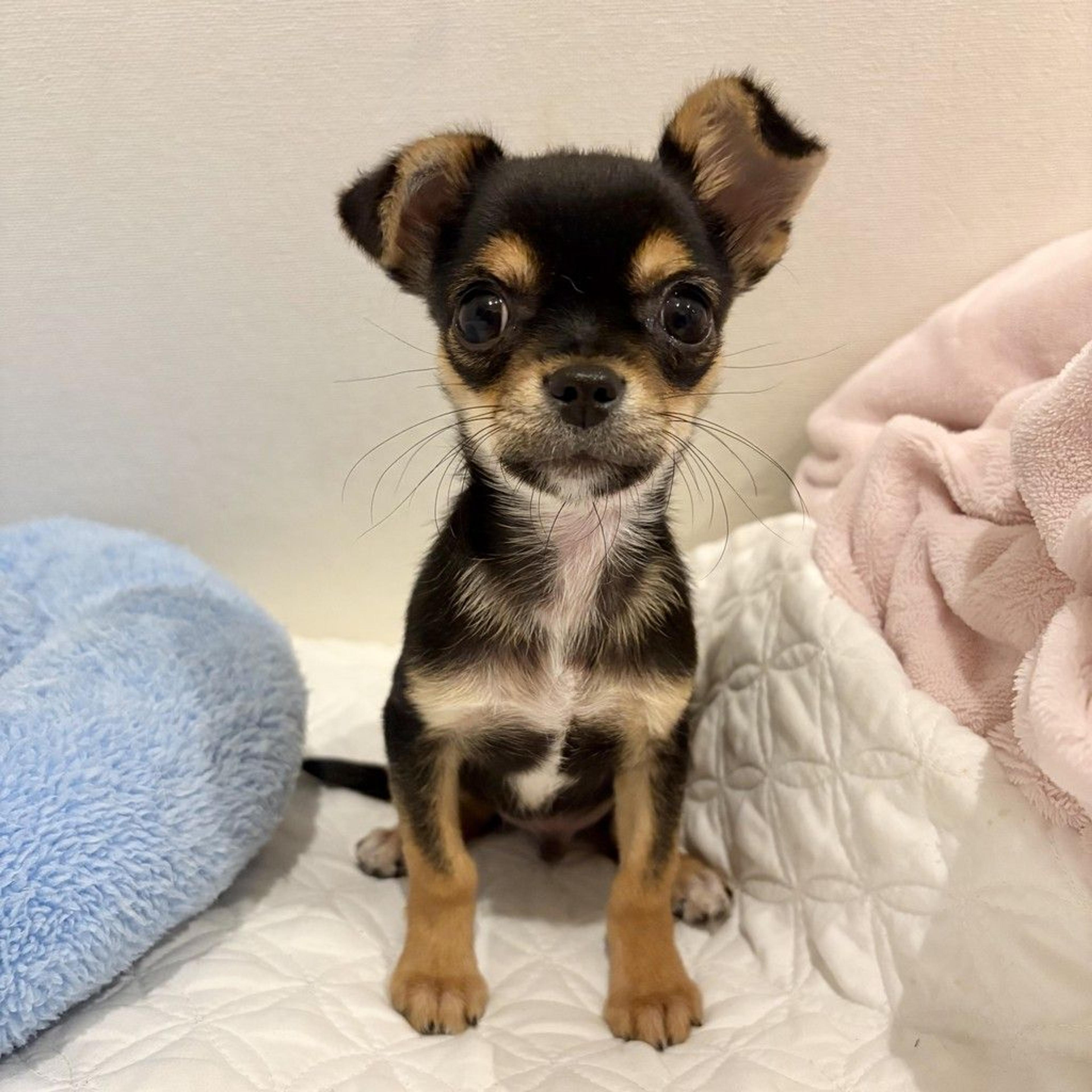 pet-image-4