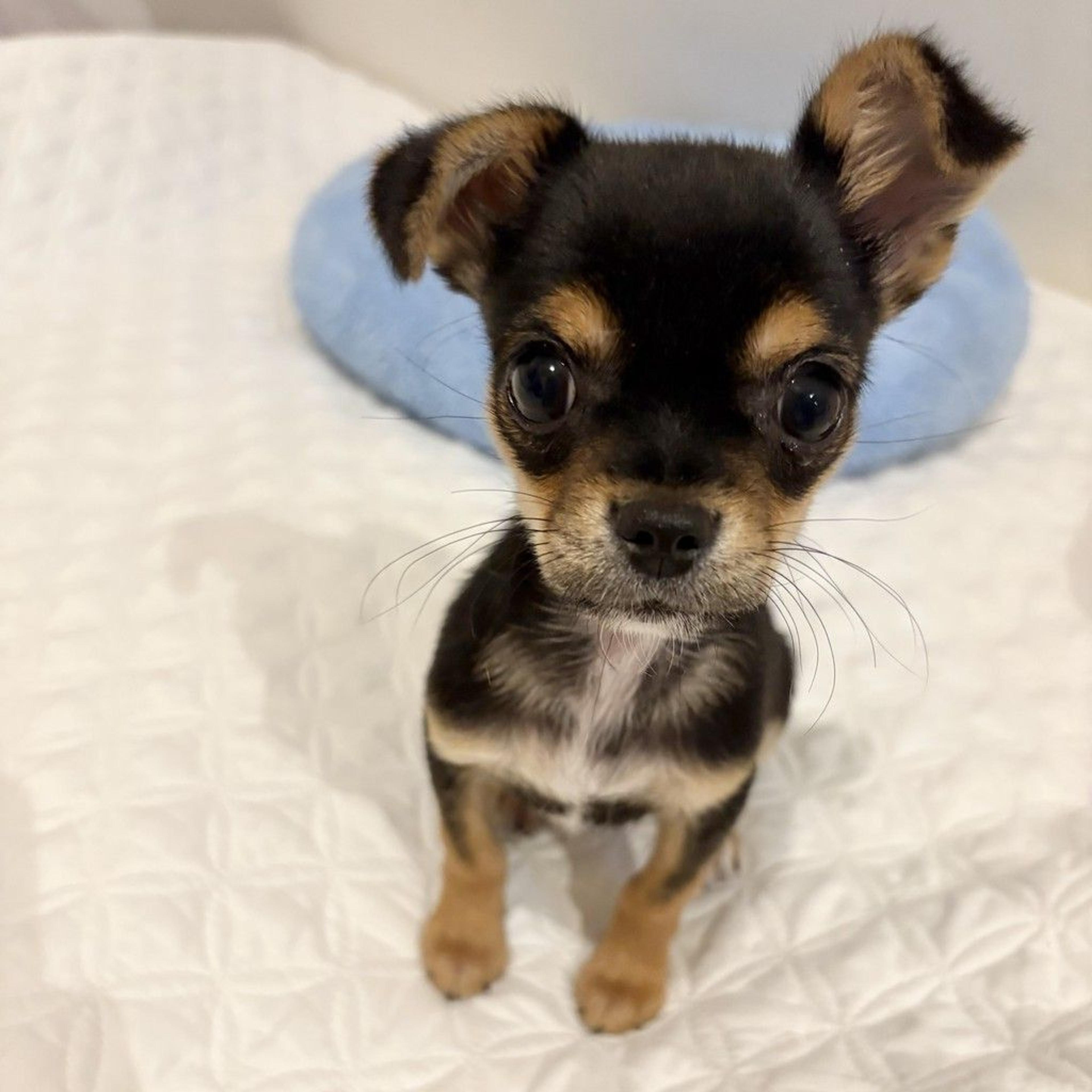 pet-image-3