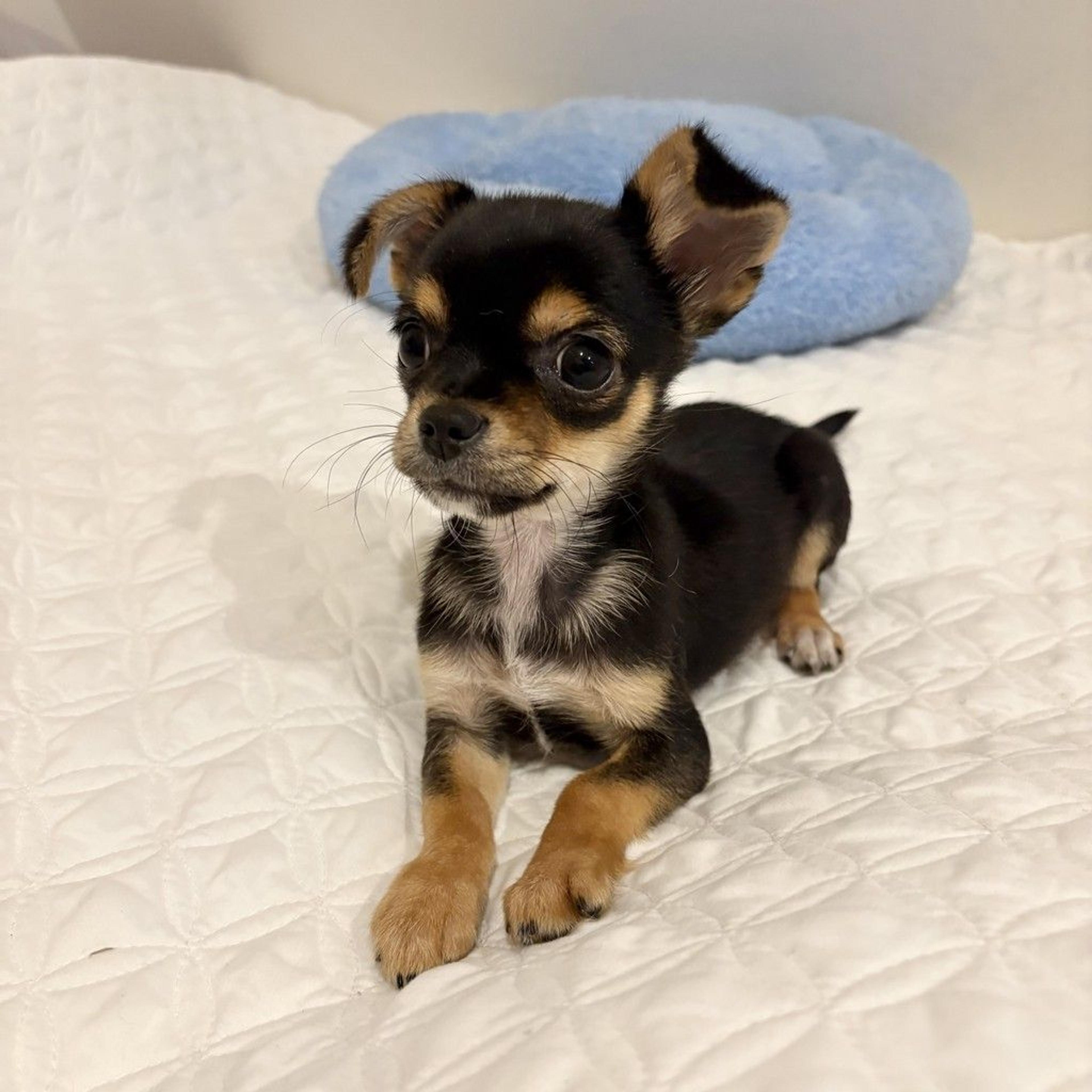 pet-image-8