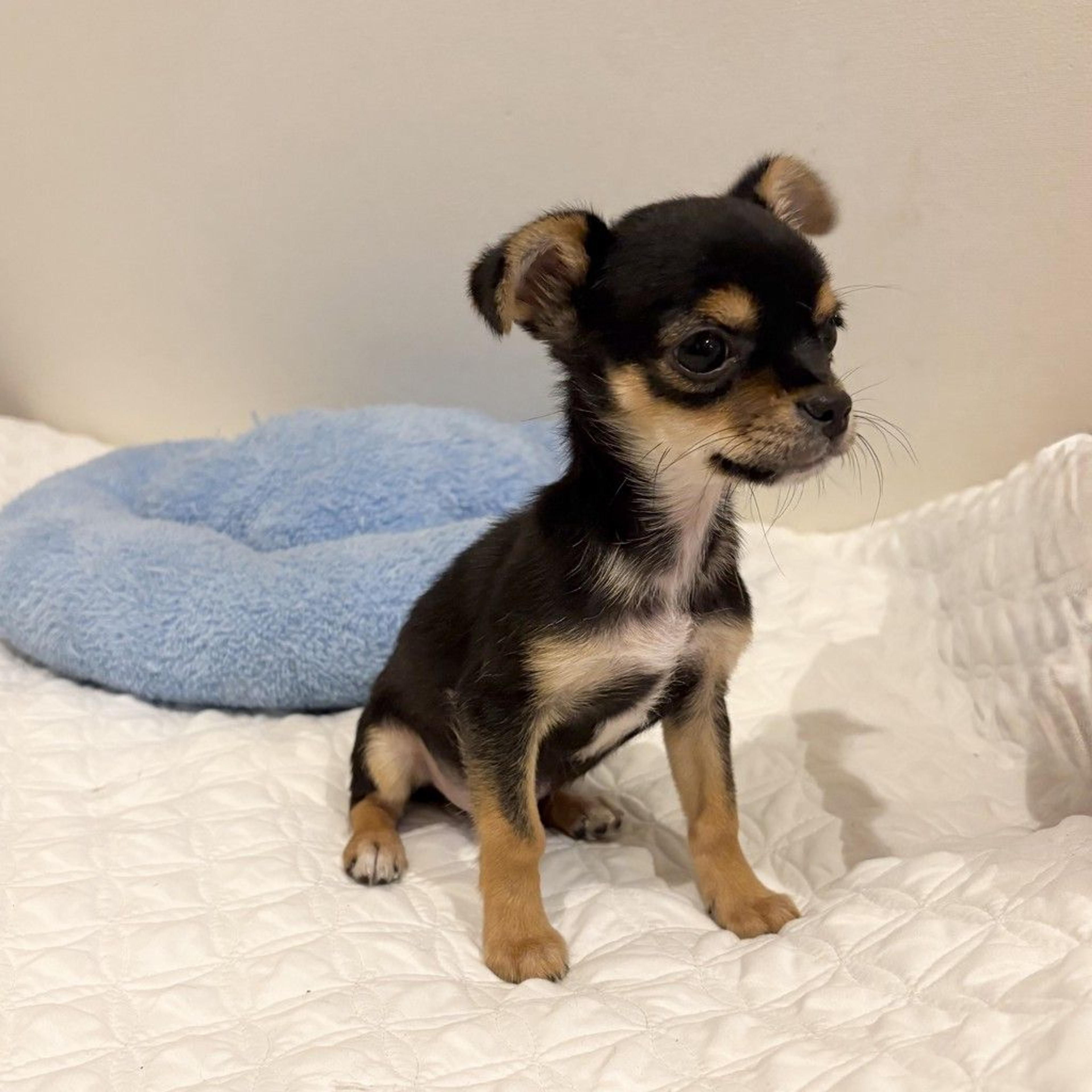pet-image-6
