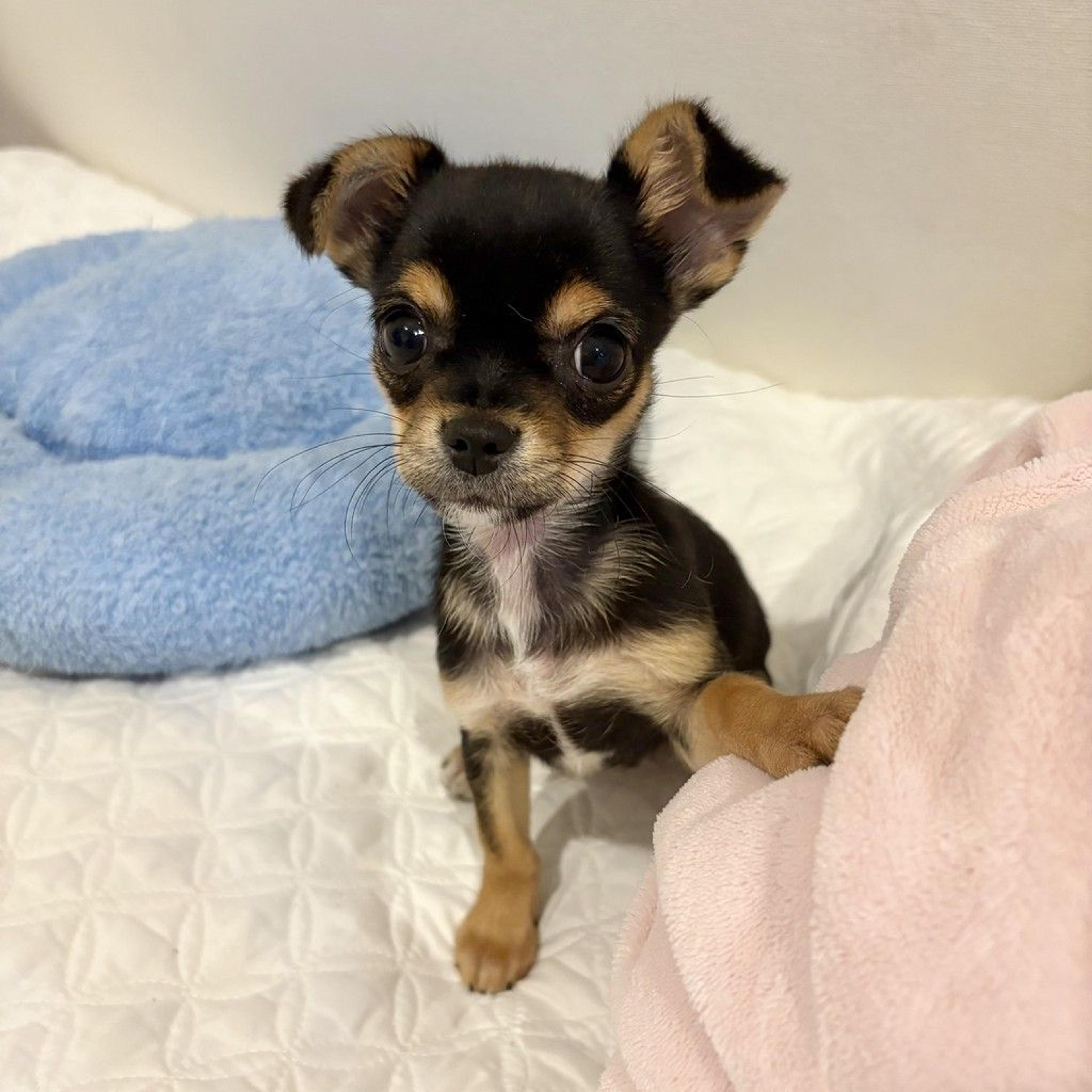 pet-image-5