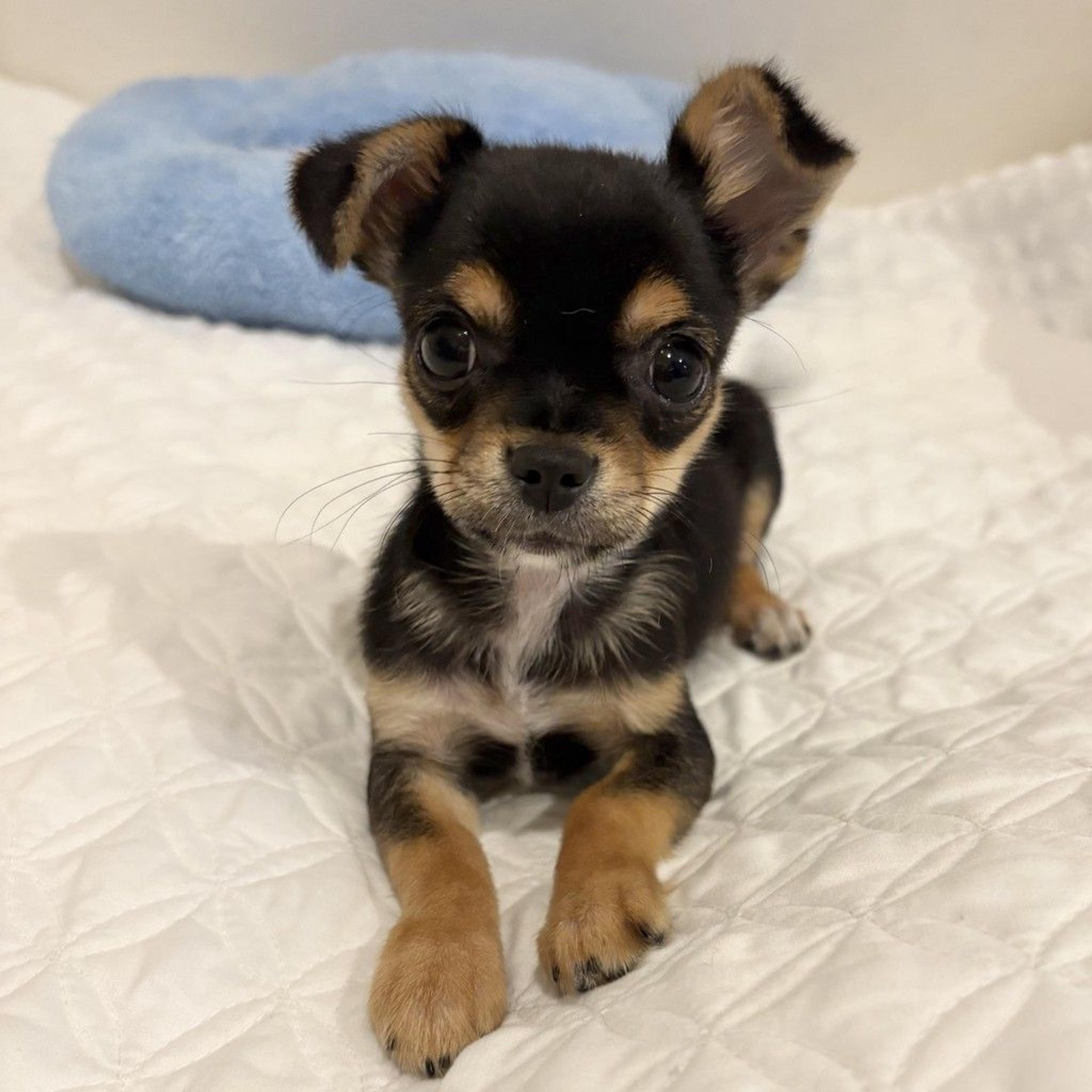 pet-image-7