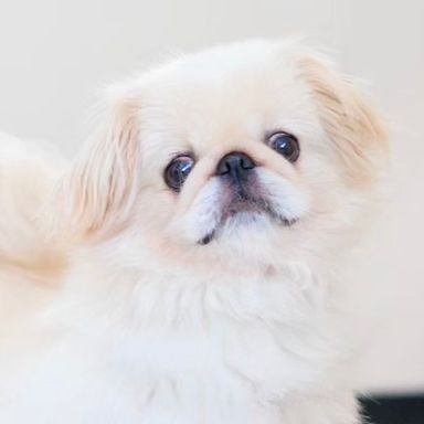 ペキニーズ・メスの里親募集の写真