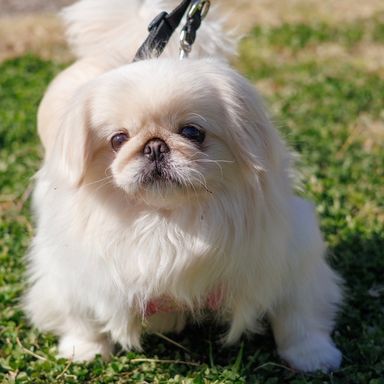 ペキニーズ・メスの里親募集の写真