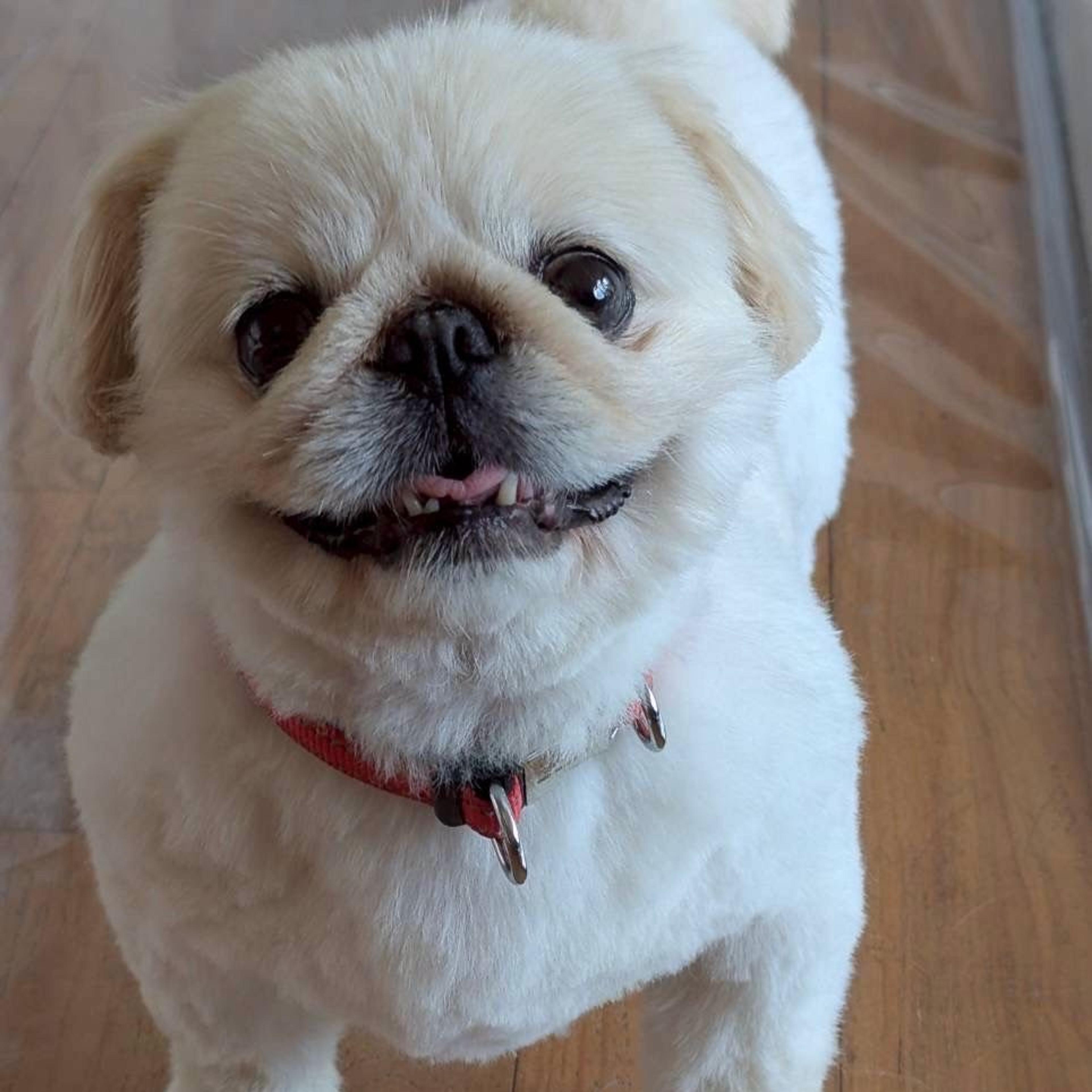 pet-image-2