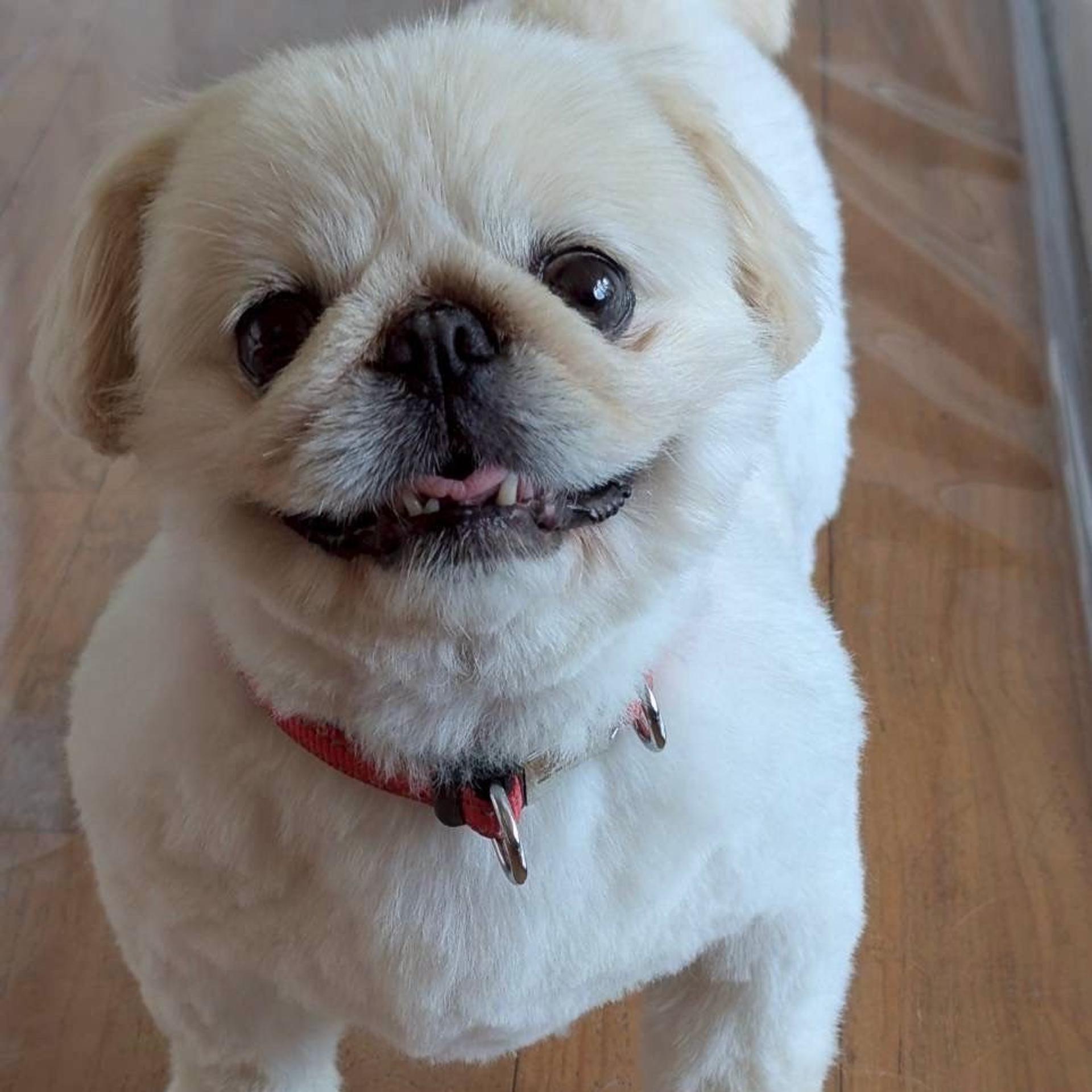 pet-image-2