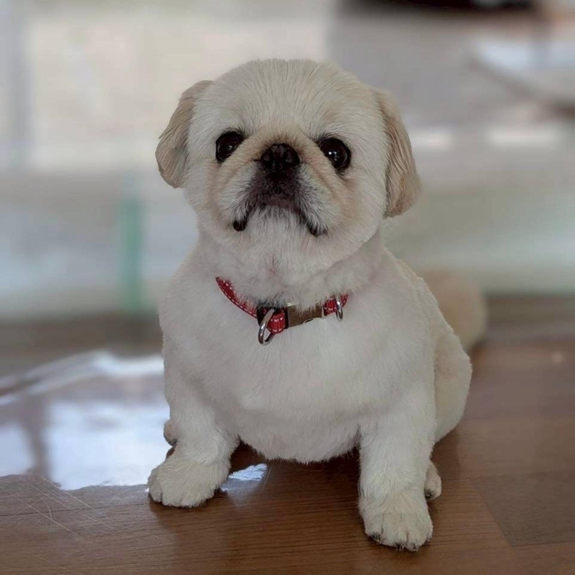 pet-image-5