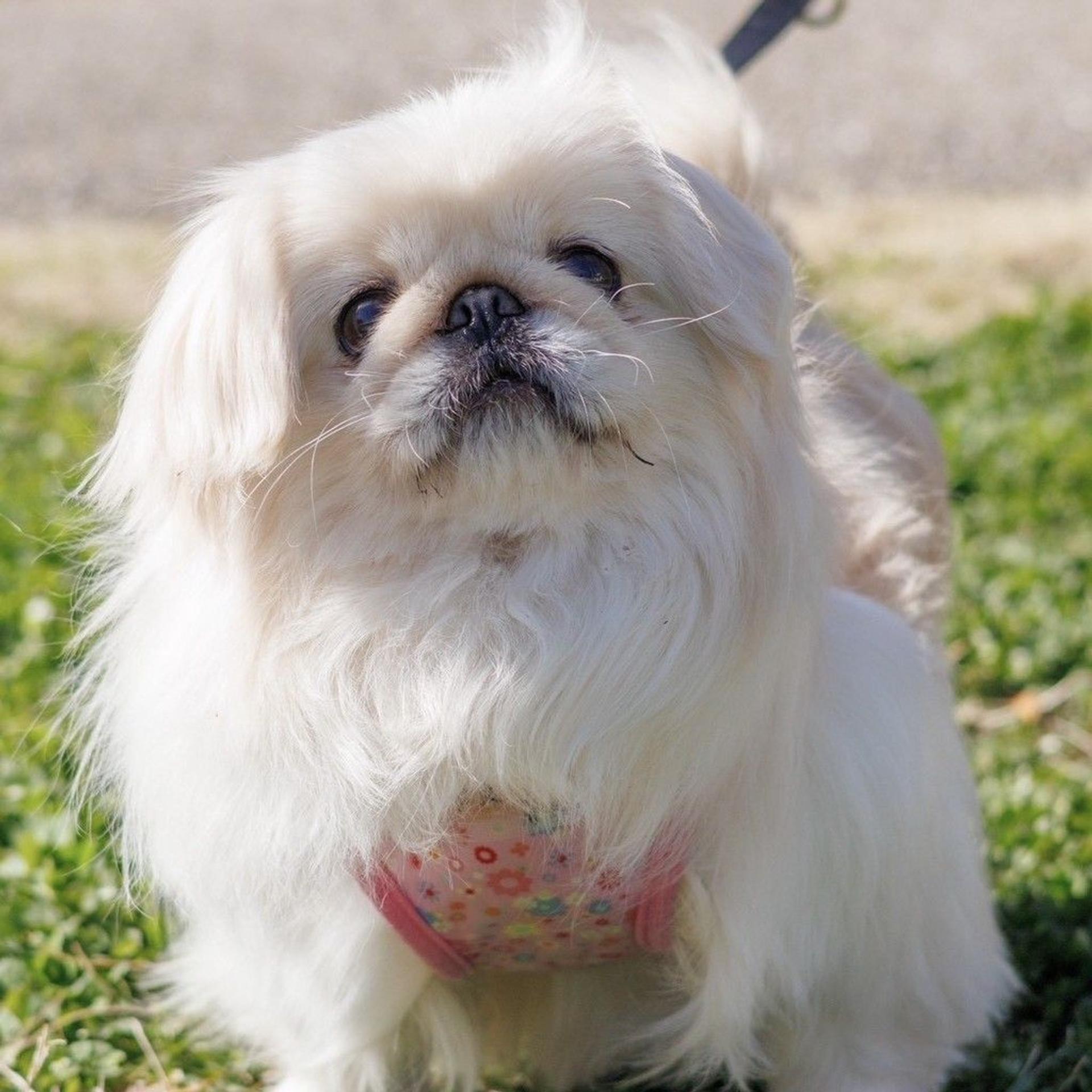 pet-image-6
